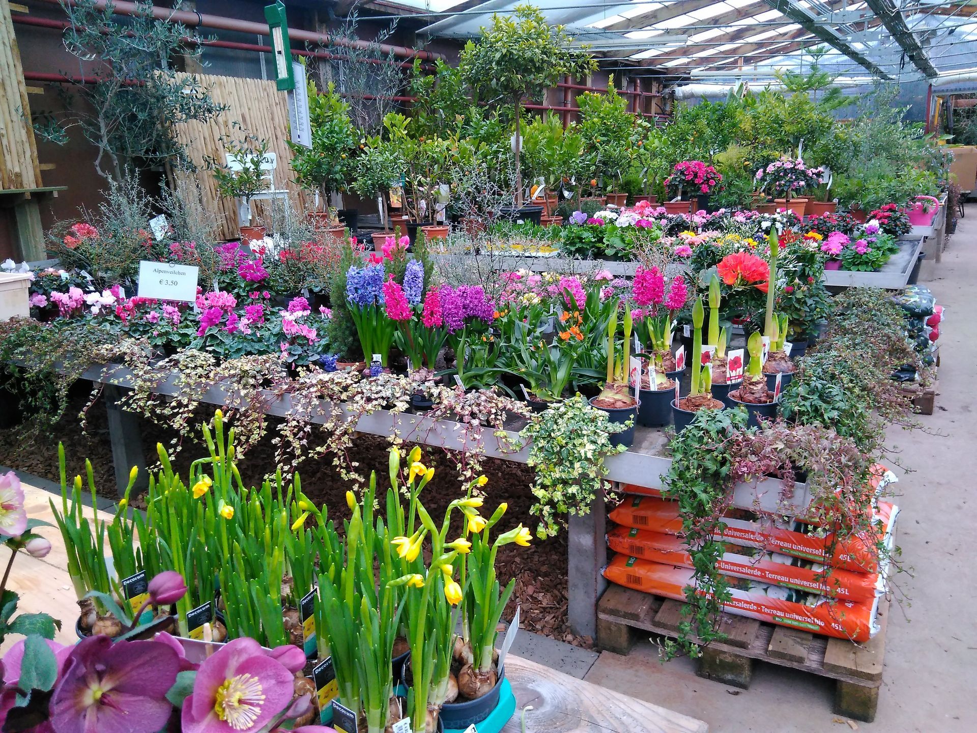 Gewächshaus voller leuchtender Frühlingsblumen: Narzissen, Hyazinthen und andere farbenfrohe Blüten.