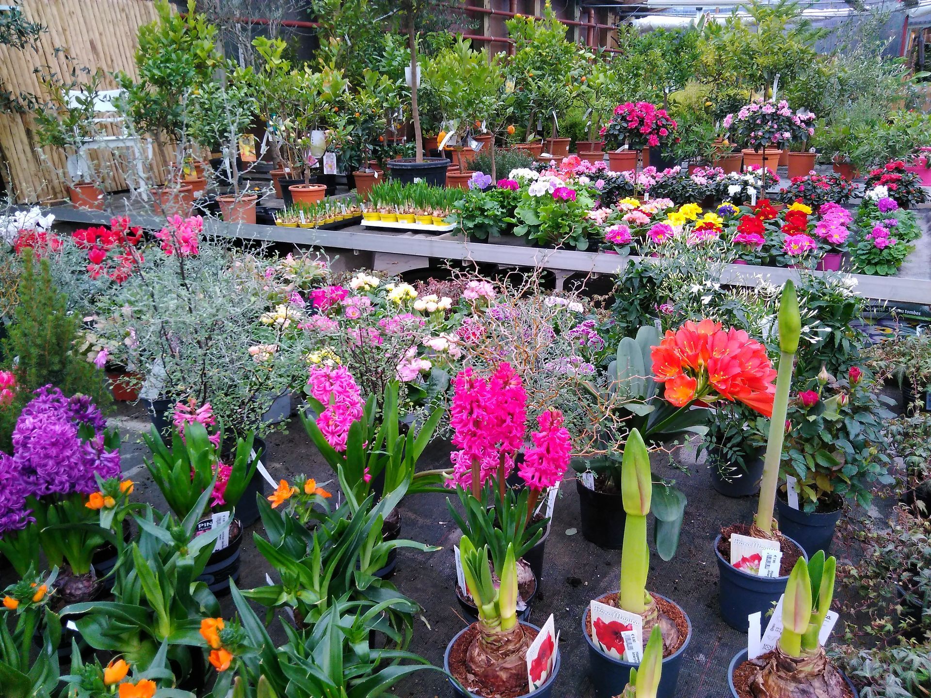 Eine farbenfrohe Gartencenter-Ausstellung mit Topfblumen in verschiedenen Farben und Größen.