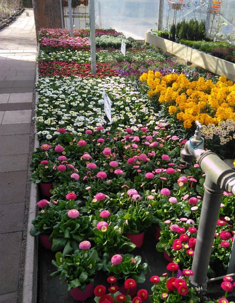 Gewächshaus gefüllt mit verschiedenen bunten Blumen in Rosa, Weiß, Rot und Gelb.