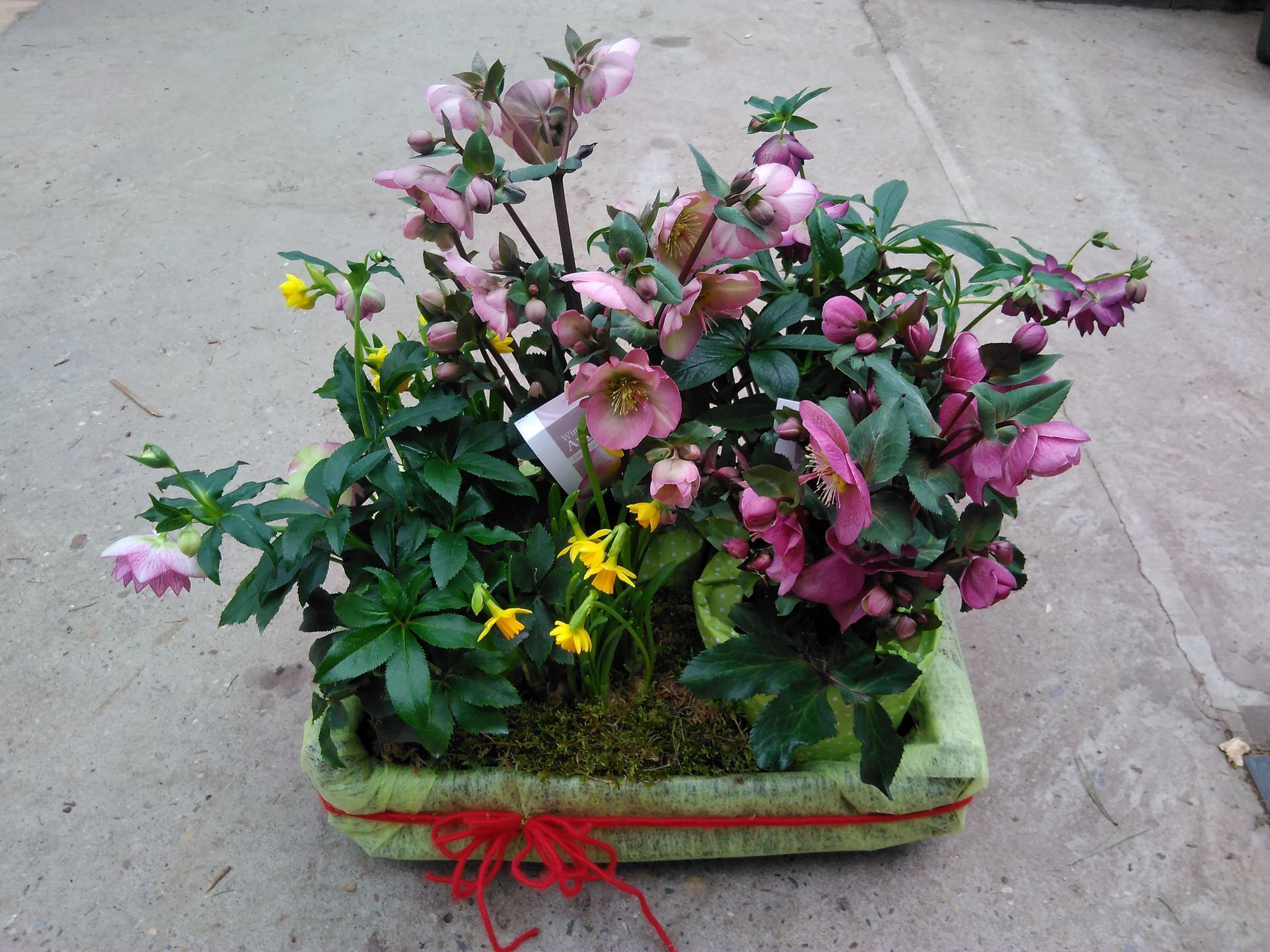 Ein rechteckiger Blumentopf voller rosa und gelber Blumen und grünem Laub, zusammengebunden mit einer roten Schleife.