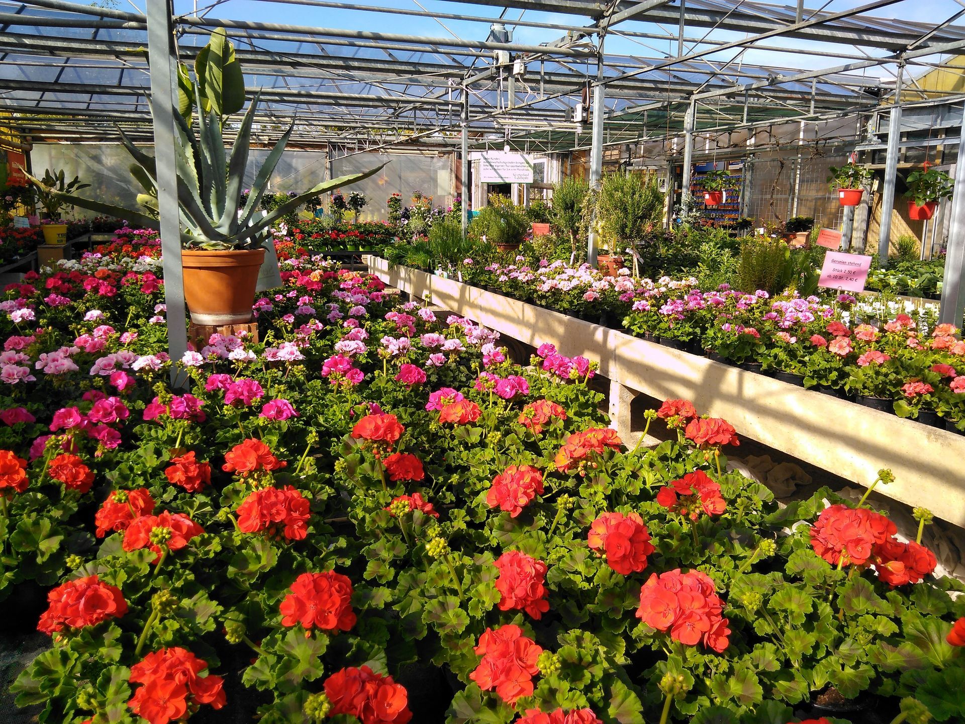 Reihen bunter Geranien in einem Gewächshaus mit Metallkonstruktion darüber, Sonnenlicht.