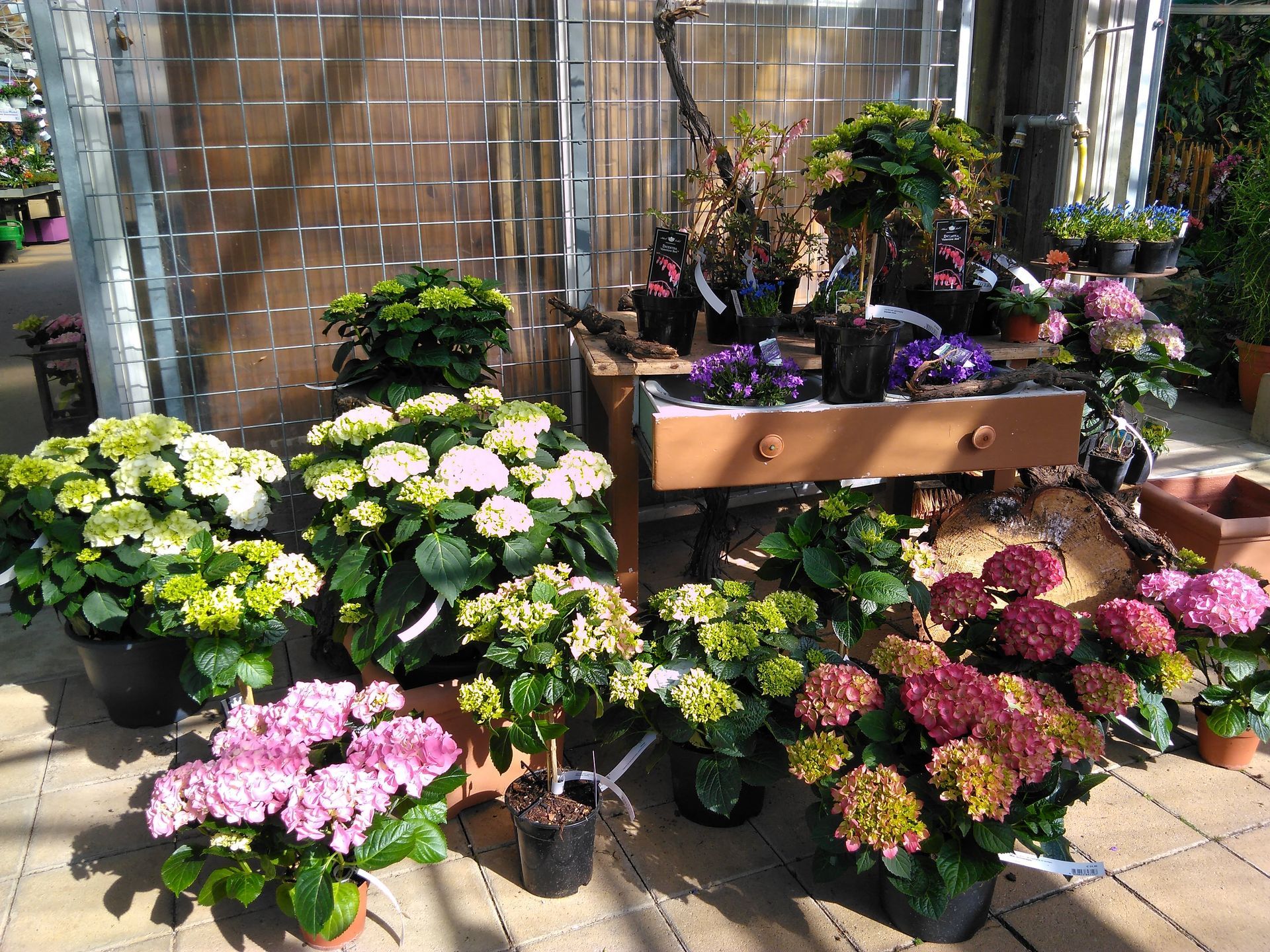 Sortiment von Topfhortensien in verschiedenen Farben, ausgestellt in einer Gärtnerei.