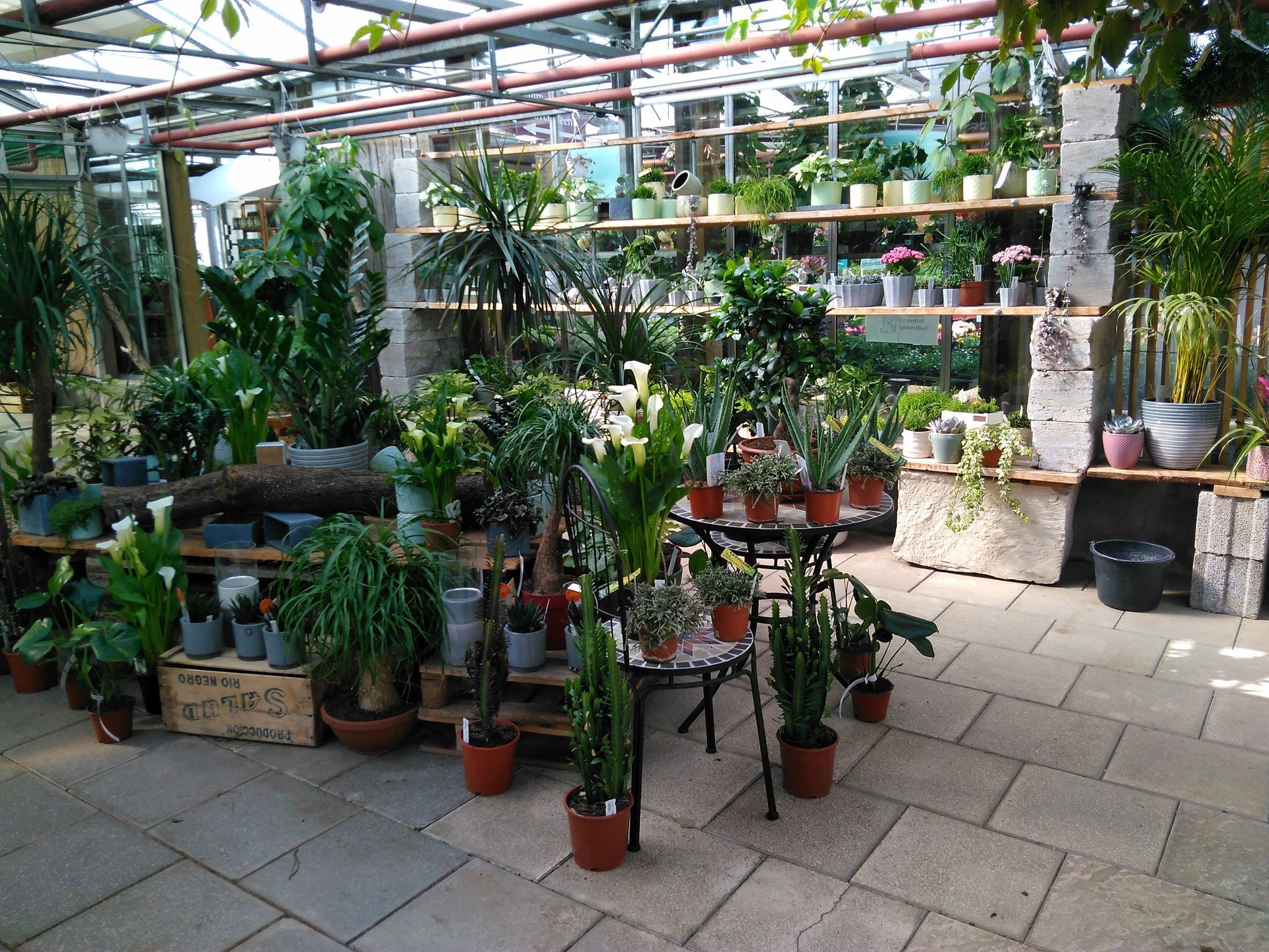 Innenansicht eines Gewächshauses mit verschiedenen Topfpflanzen und Blumen. Sonnenlicht fällt durch das Glasdach.