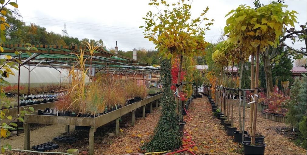 Baumschule mit Reihen von Pflanzen und Bäumen, Herbstlaub, braune Blätter auf dem Boden, bewölkter Himmel.