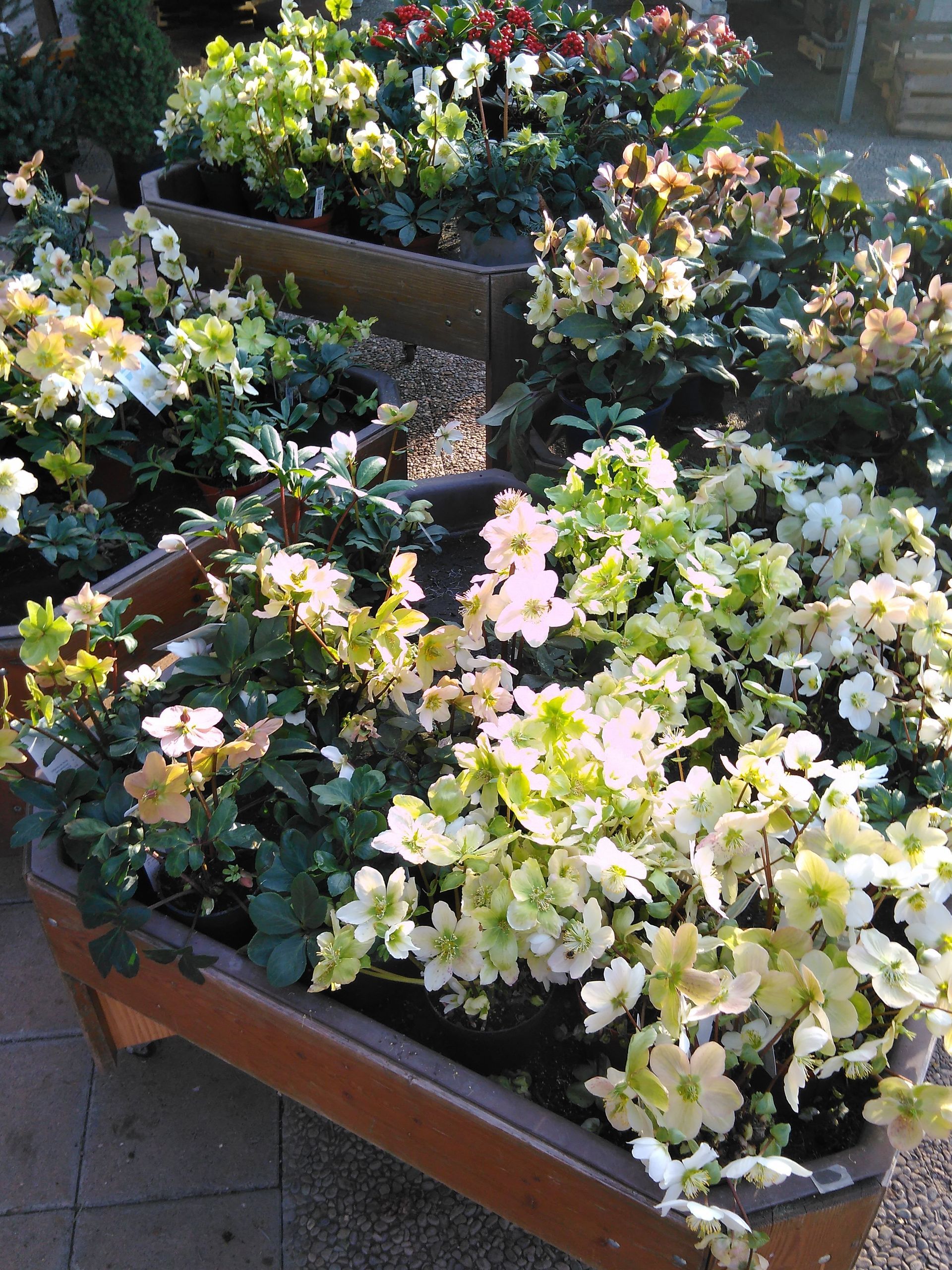 Pflanzkästen gefüllt mit hellgrünen und weißen Blumen.