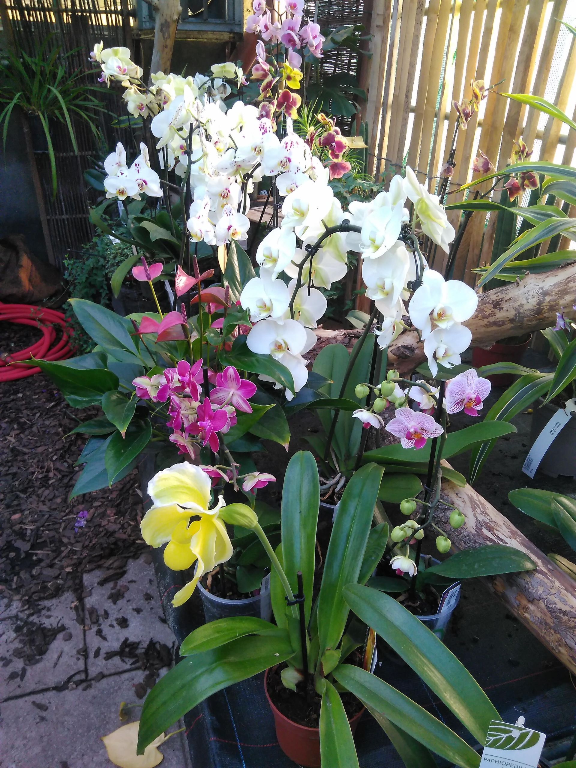 Verschiedene Orchideen in voller Blüte mit weißen, rosa und gelben Blüten. Einige stehen in Töpfen im Freien in der Nähe eines Holzzauns.
