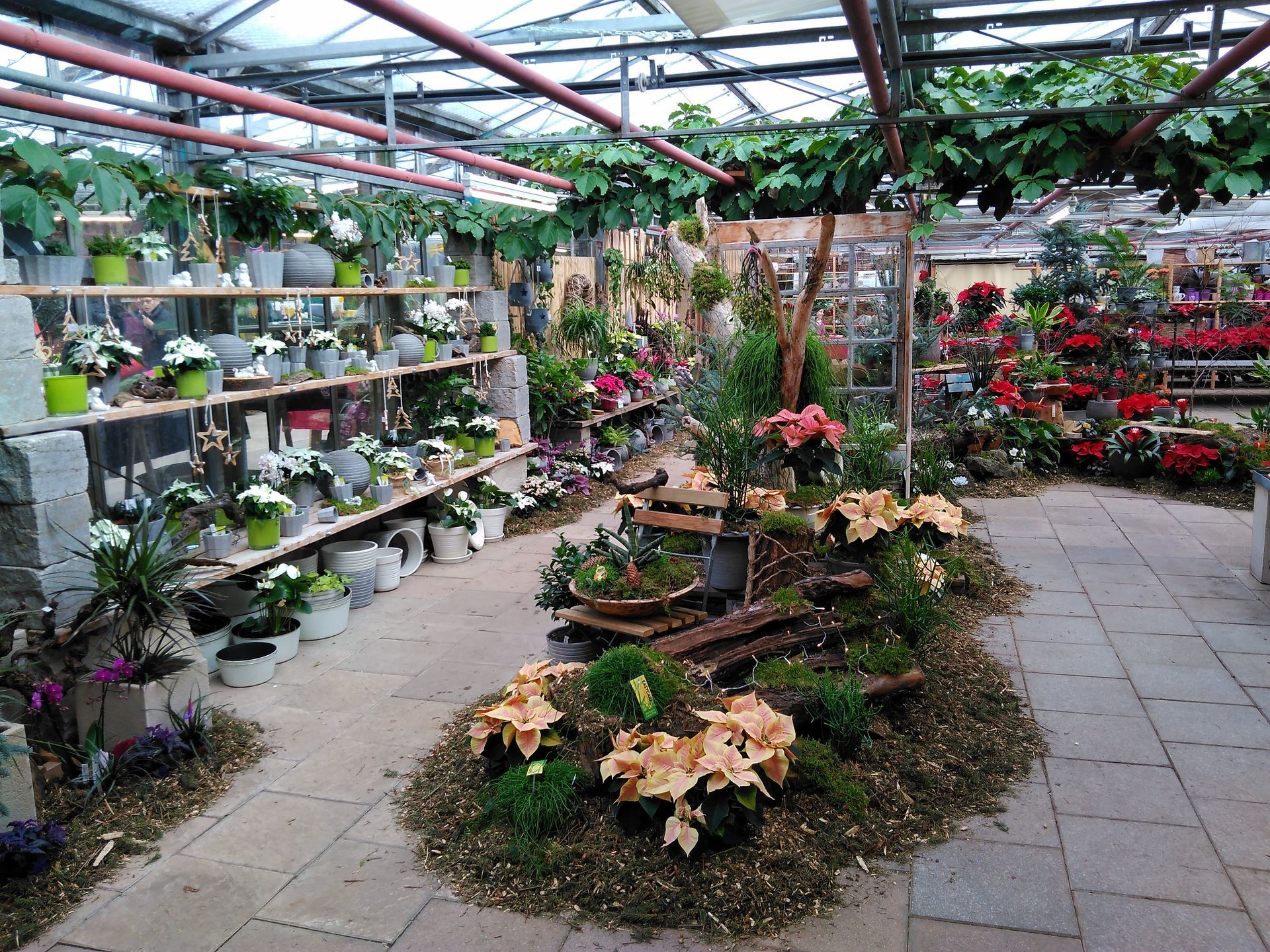 In einem Pflanzenladen mit Reihen von Topfblumen und Ausstellungsstücken.