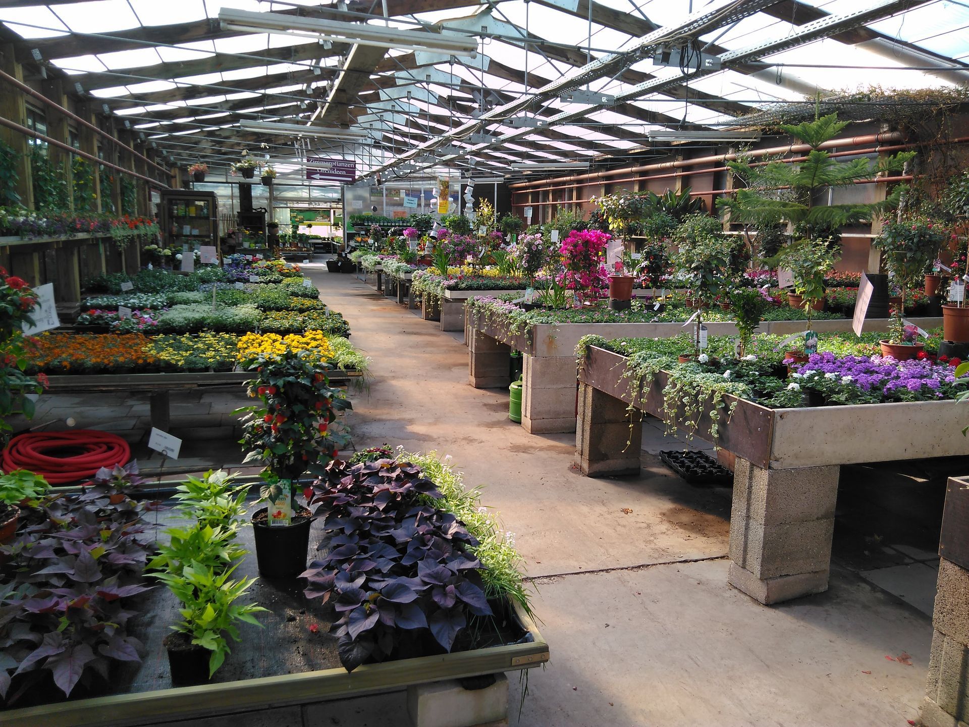Innenraum eines Gewächshauses mit Reihen von Pflanzen in verschiedenen Farben und Größen.