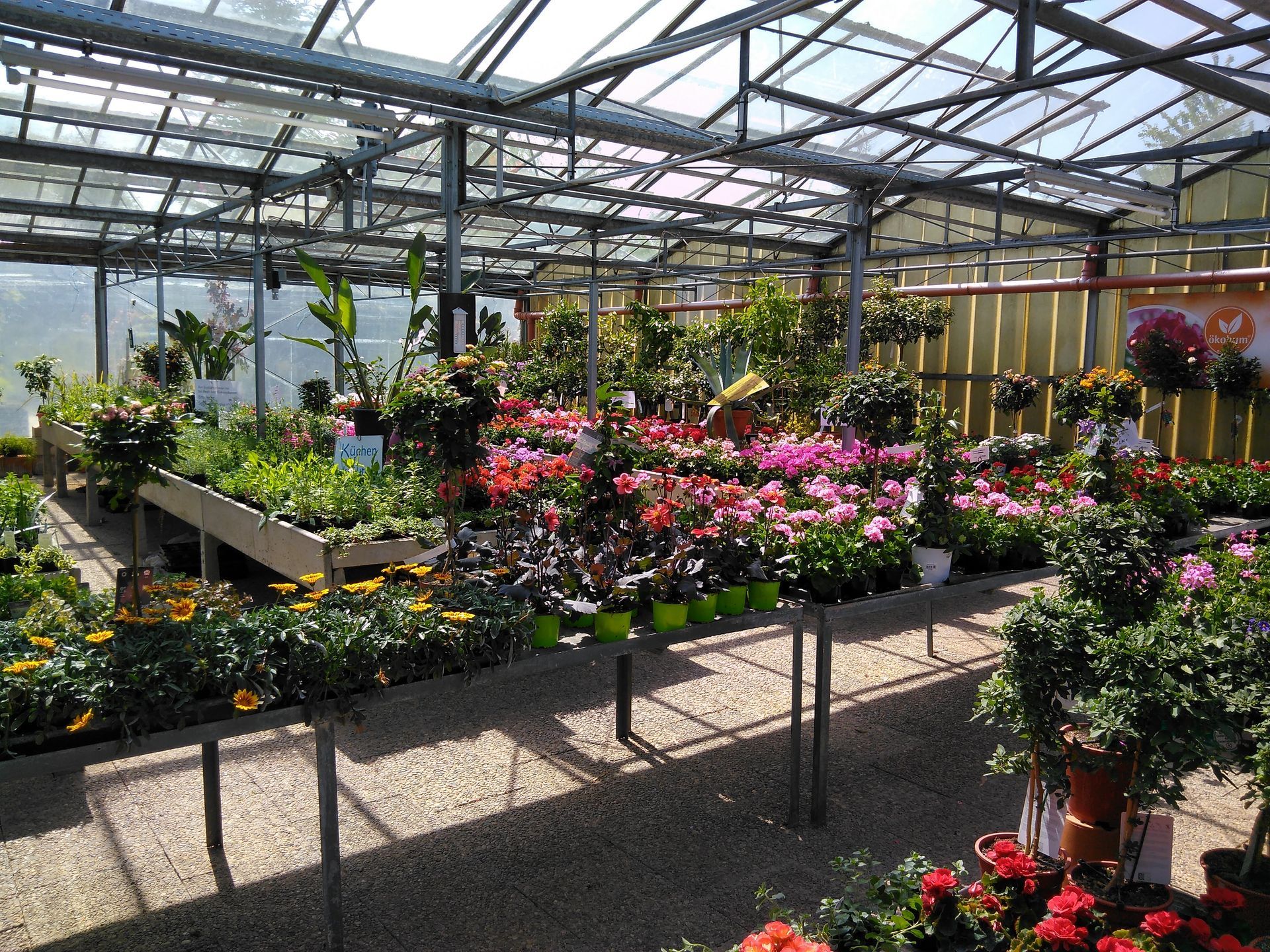 In einem Gewächshaus sind zahlreiche Topfpflanzen und Blumen auf Tischen ausgestellt.