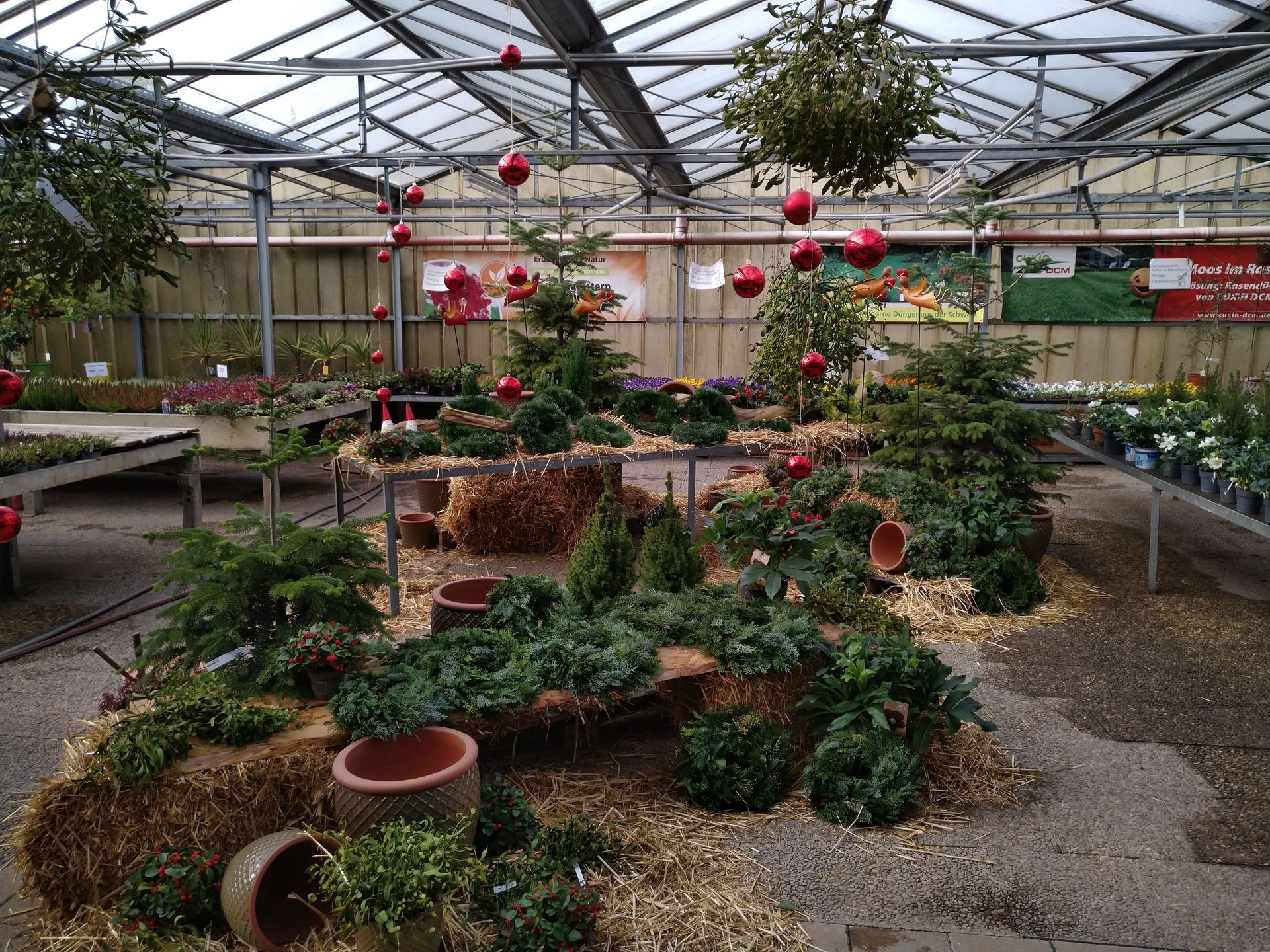 Gewächshausausstellung mit immergrünen Pflanzen, roten Ornamenten, Heuballen und Töpfen; Weihnachtsthema.