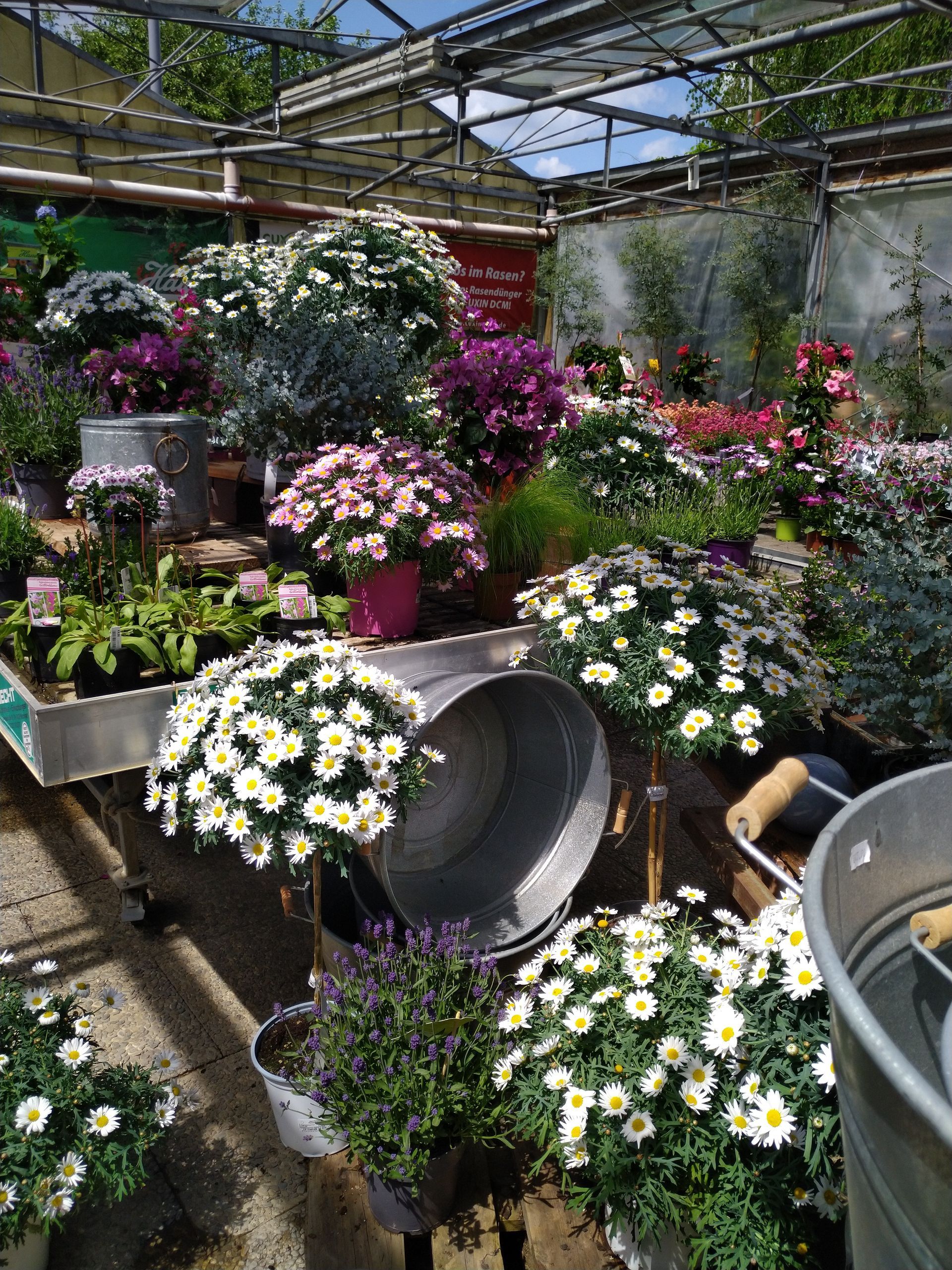 In einem Gewächshaus füllen Reihen blühender Blumen in verschiedenen Farben Metallbehälter.