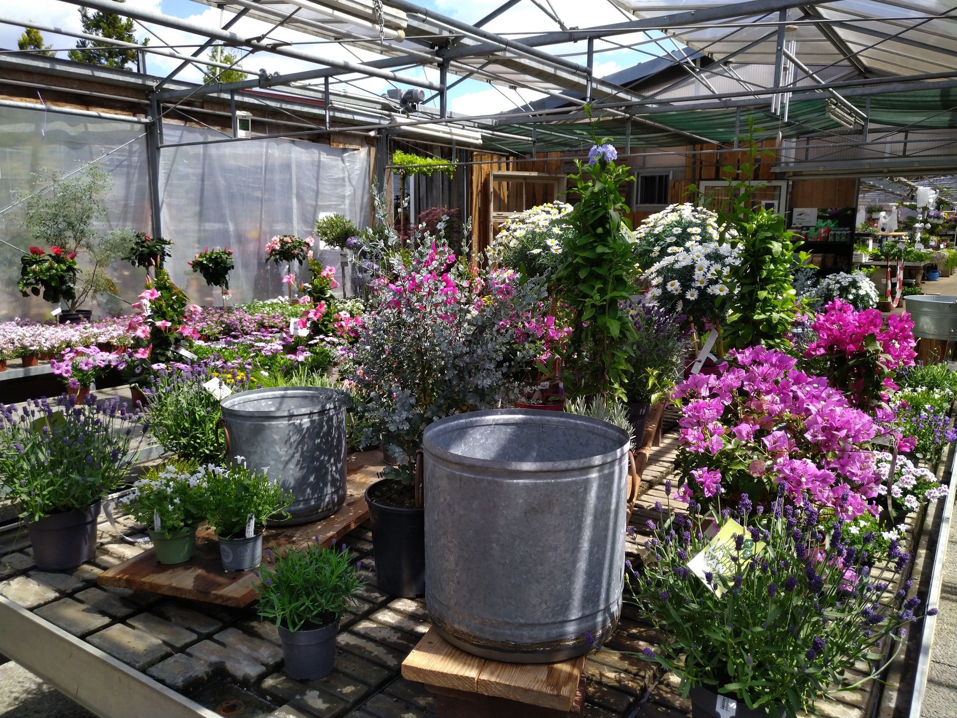 Gewächshausinnenraum mit bunten Blumen, Topfpflanzen und Metallbehältern.