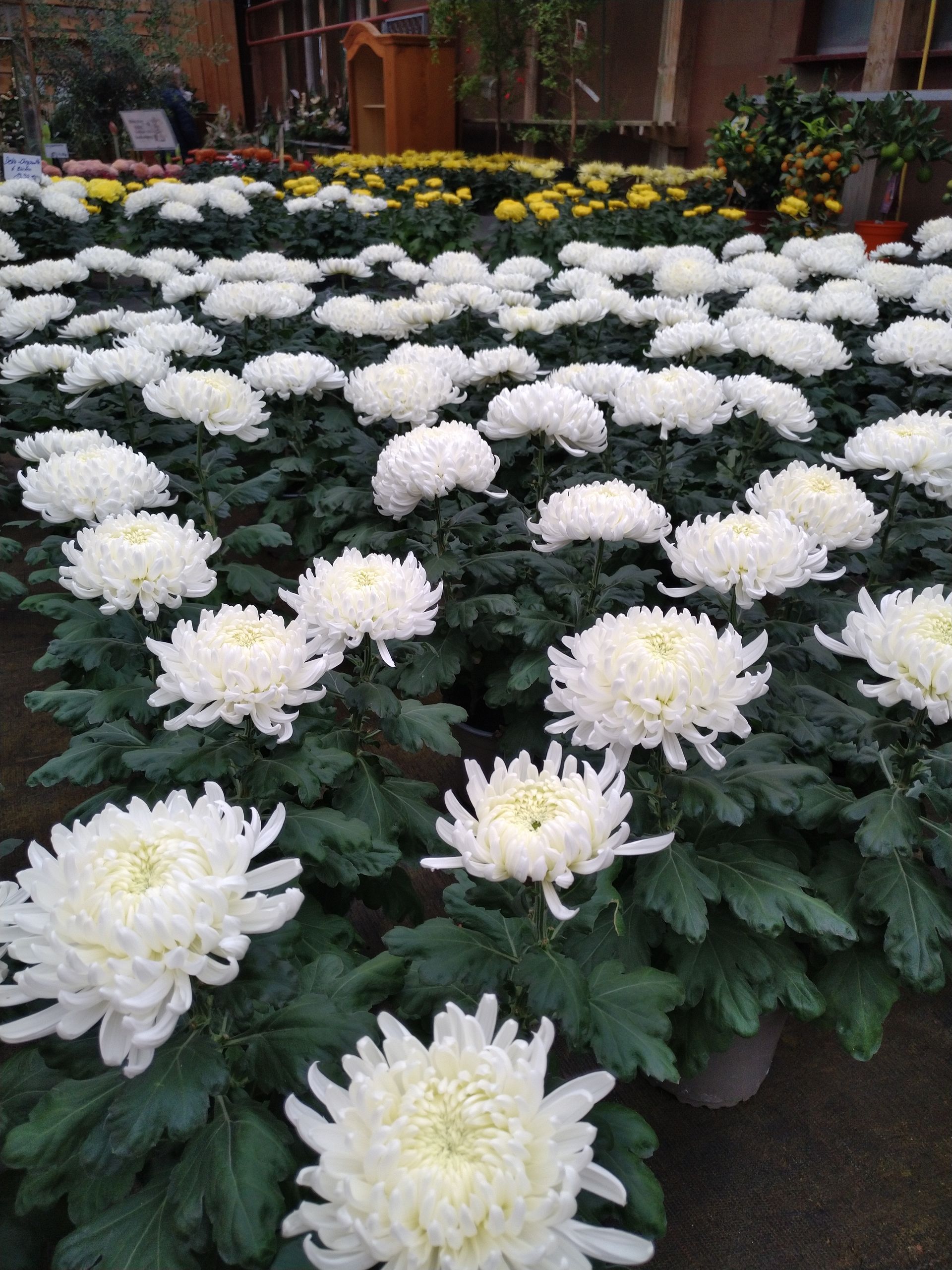 Reihen weißer Chrysanthemenblüten in Töpfen.