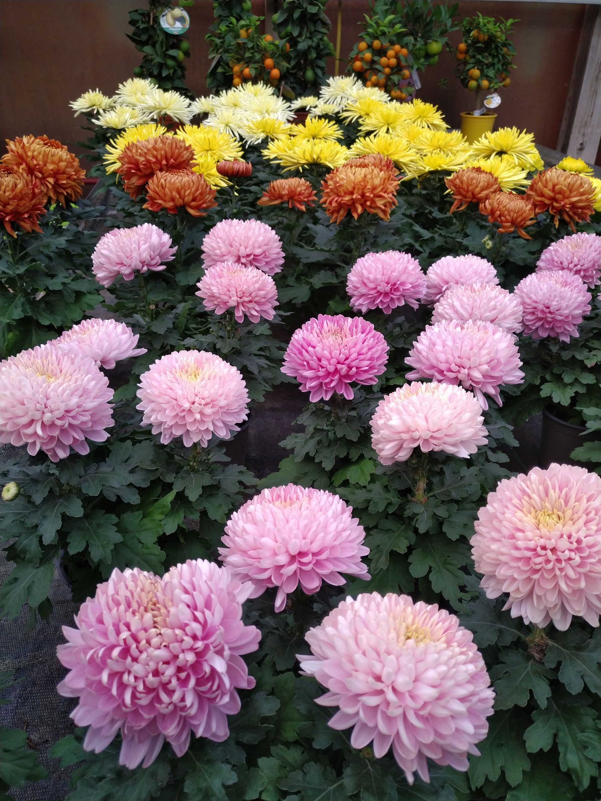 Reihen bunter Chrysanthemen: rosa, gelb, orange, vor grünem Laub, in einem Blumenarrangement.