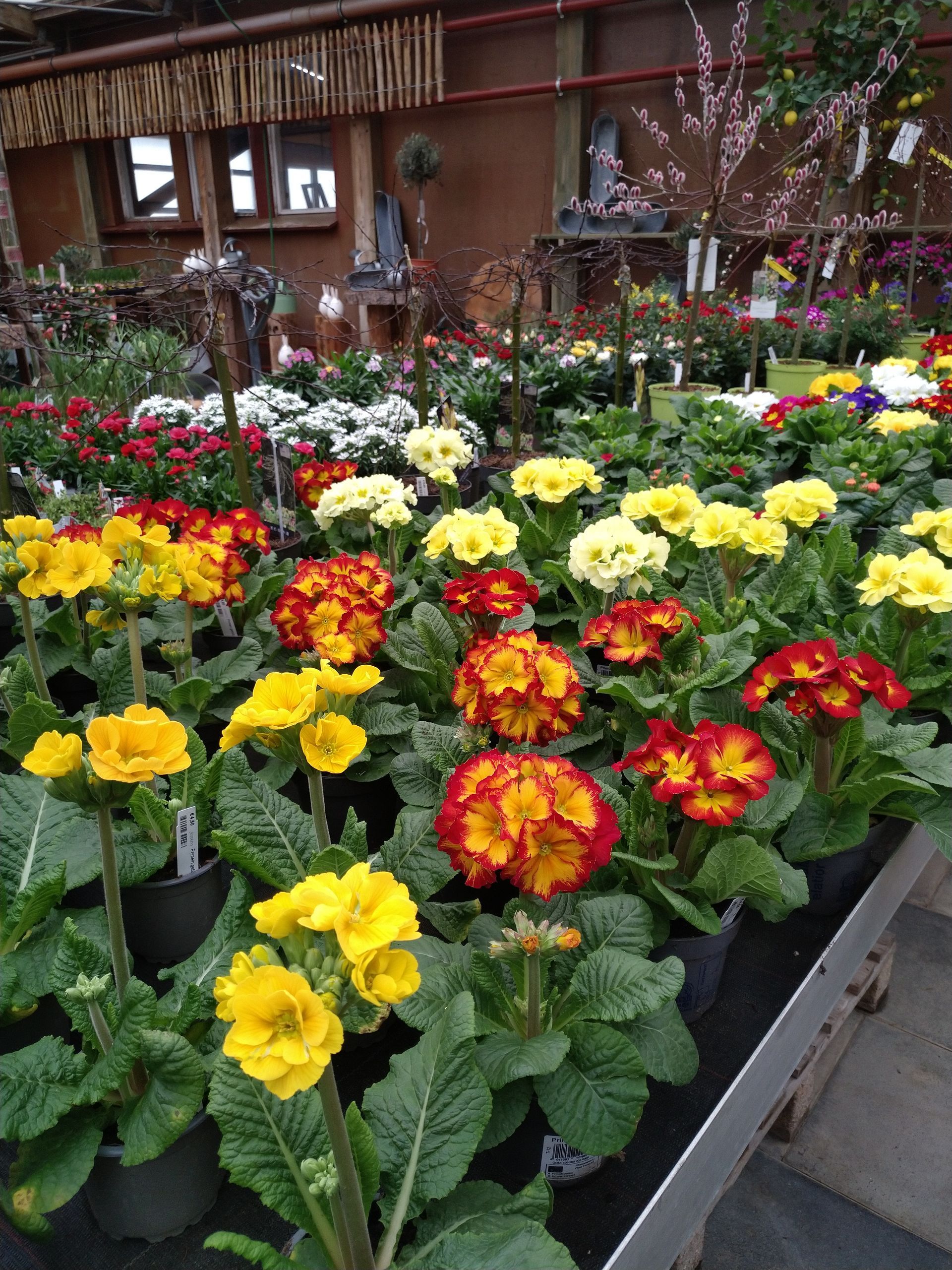 Bunte Primelblüten in Töpfen in einem Gartencenter; gelbe, rote und weiße Blüten.