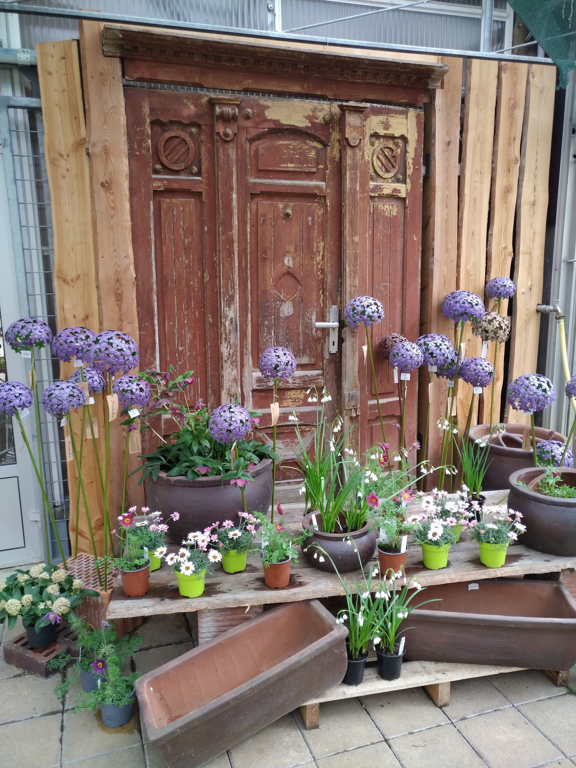 Eine alte, verwitterte Tür mit lila Blumen und Topfpflanzen in einer Gartenumgebung.