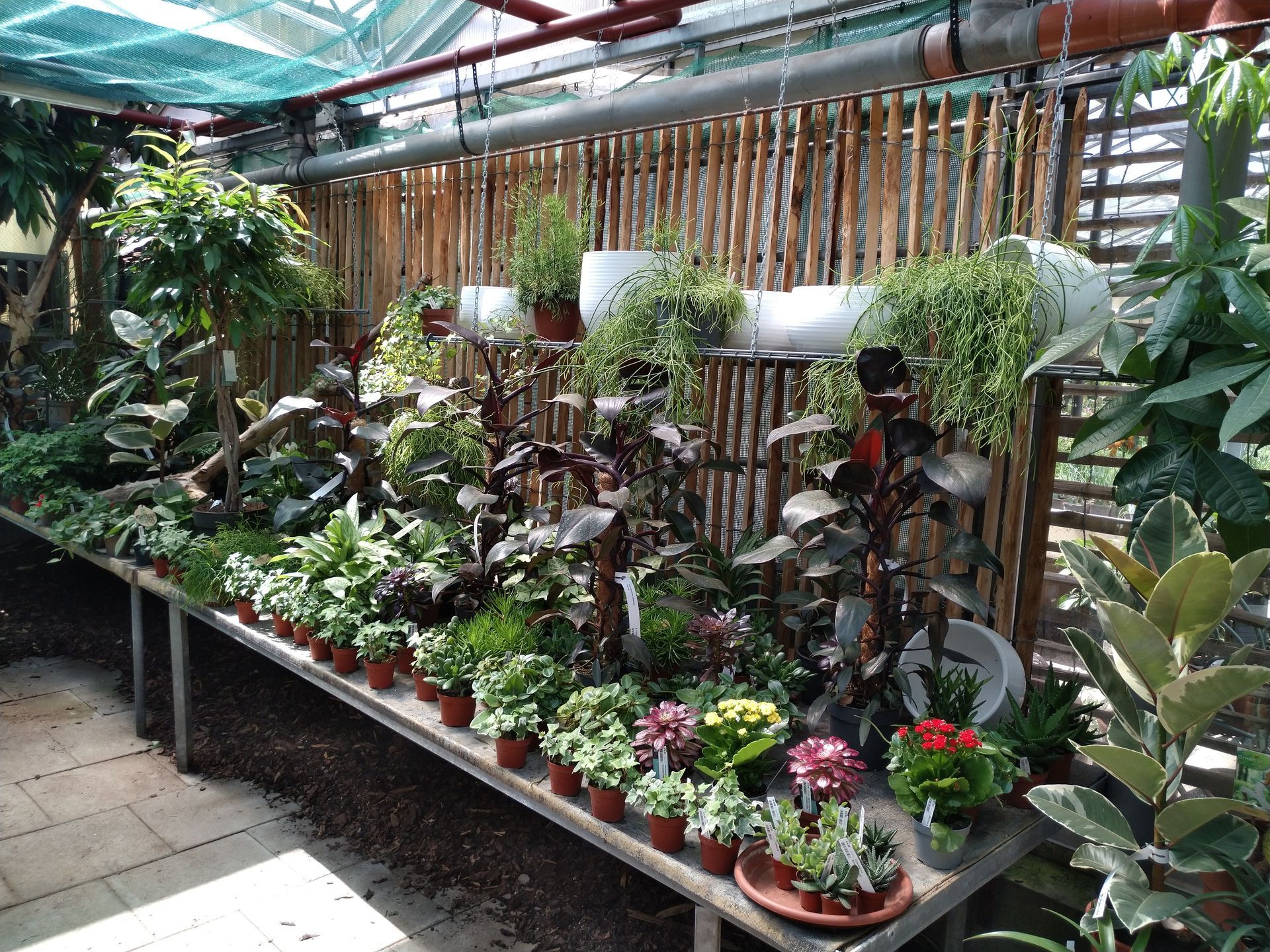 Gewächshausausstellung mit Topfpflanzen auf einem Tisch, Holzhintergrund und Überdachung.
