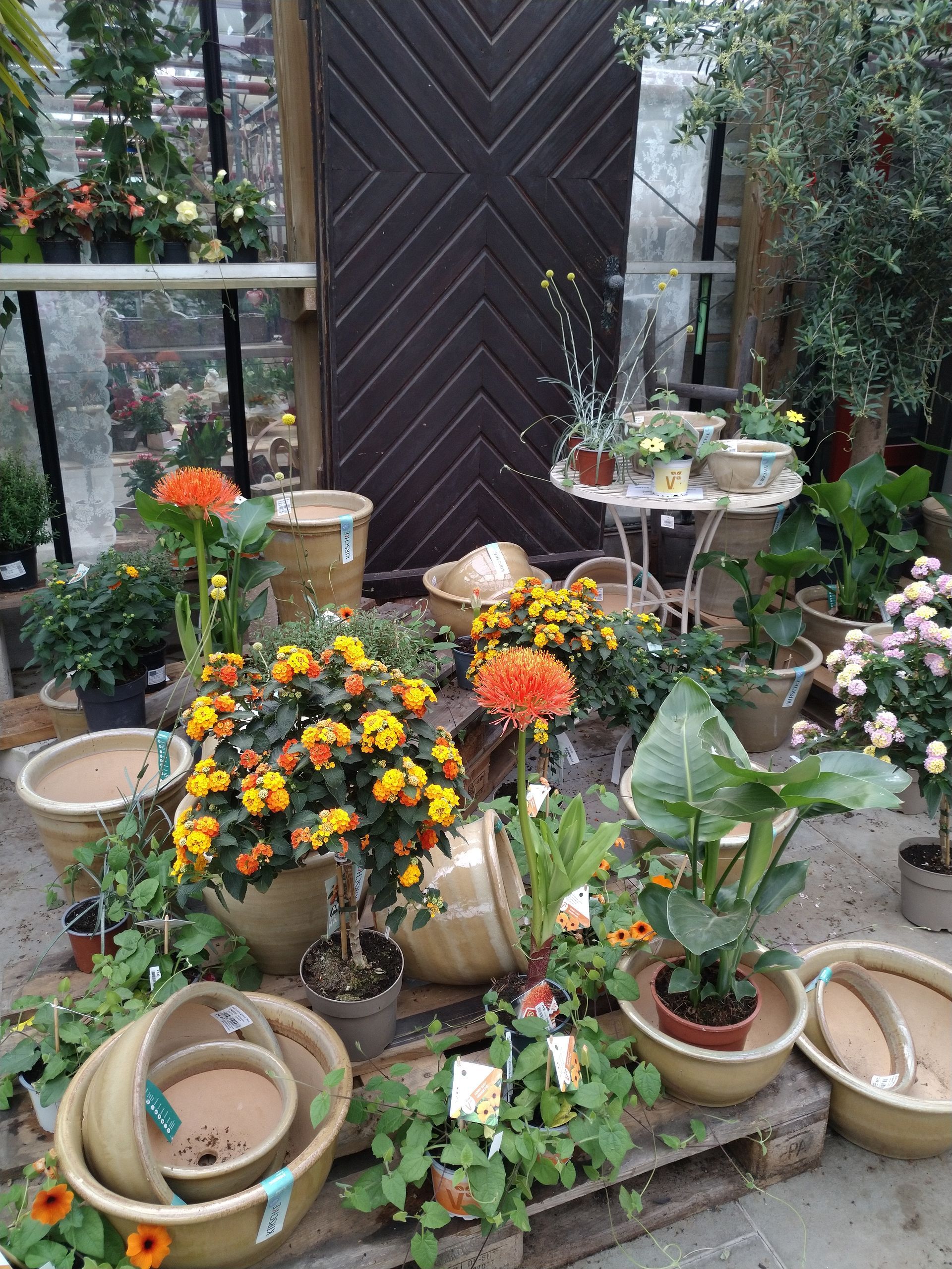 Eine Ausstellung von Topfpflanzen, darunter orangefarbene und gelbe Blumen, in einem Geschäft oder Gewächshaus.