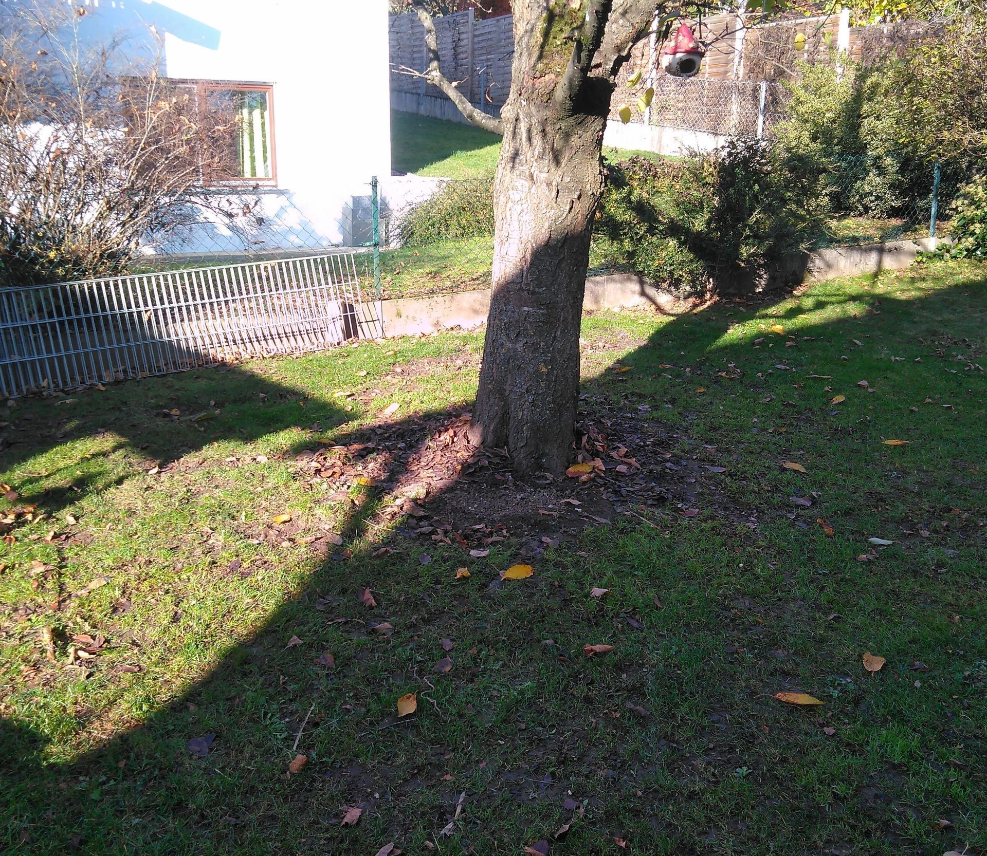 Ein Baumstamm in einem grasbewachsenen Hof mit Schatten, Zaun und Gebäude im Hintergrund.