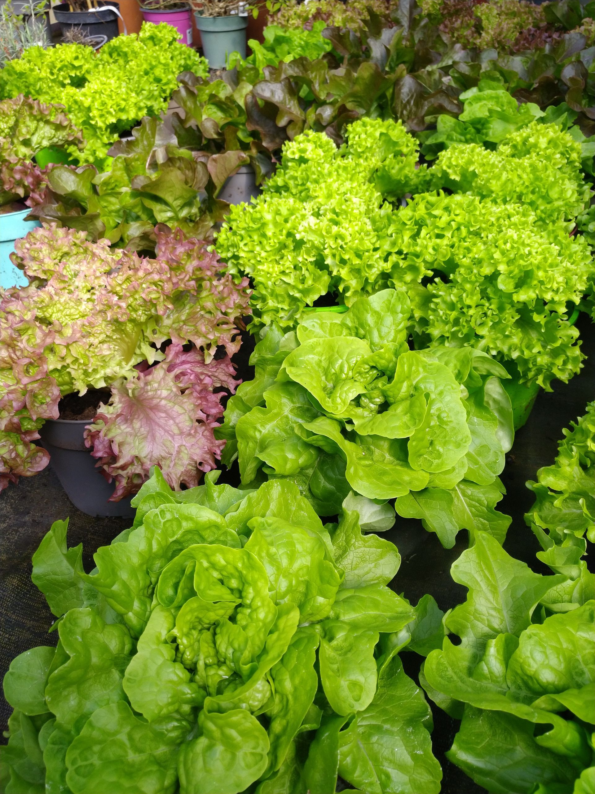 Verschiedene Salatpflanzen in Grün- und Rottönen in einer Gartenumgebung.