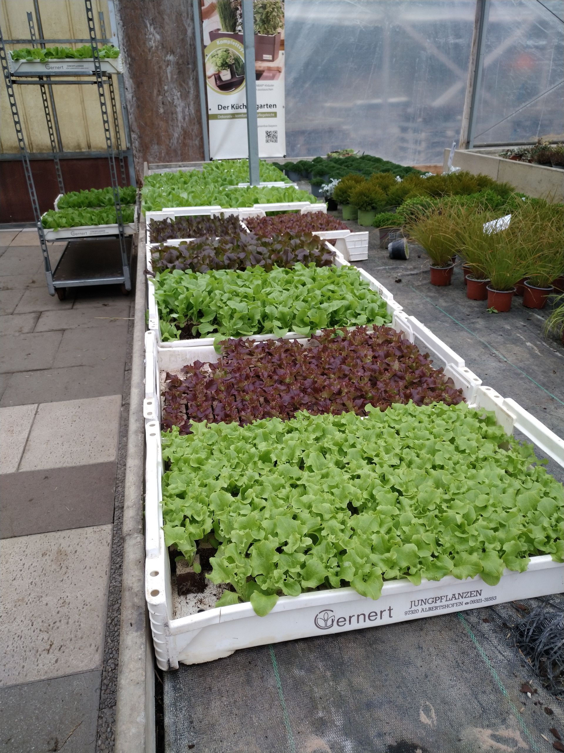 Salatsetzlinge in weißen Behältern in einem Gewächshaus. Reihen von grünem und rotem Salat.