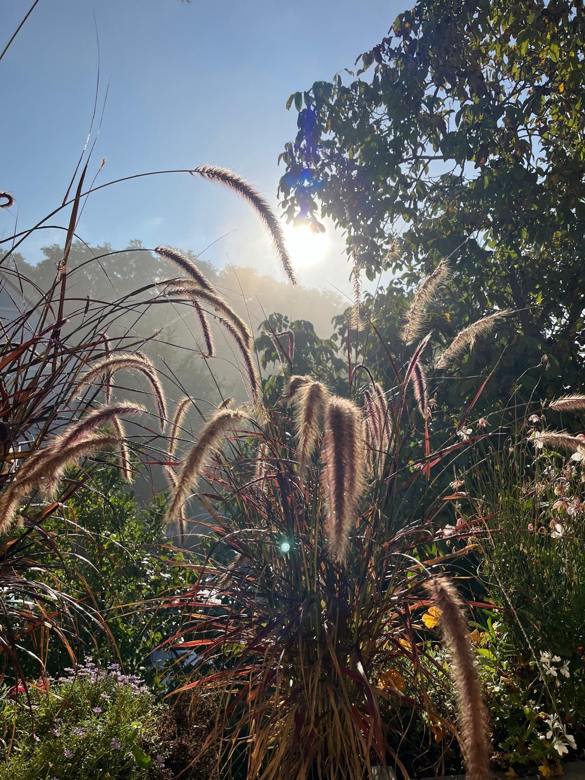 Sonnenbeschienenes Ziergras in einem Garten mit nebligem Hintergrund und einem Baum.