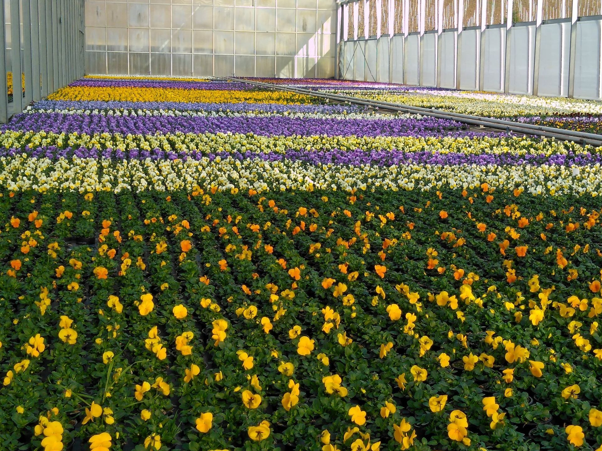 Reihen bunter Stiefmütterchen in einem Gewächshaus; gelbe, grüne, violette und weiße Blüten.
