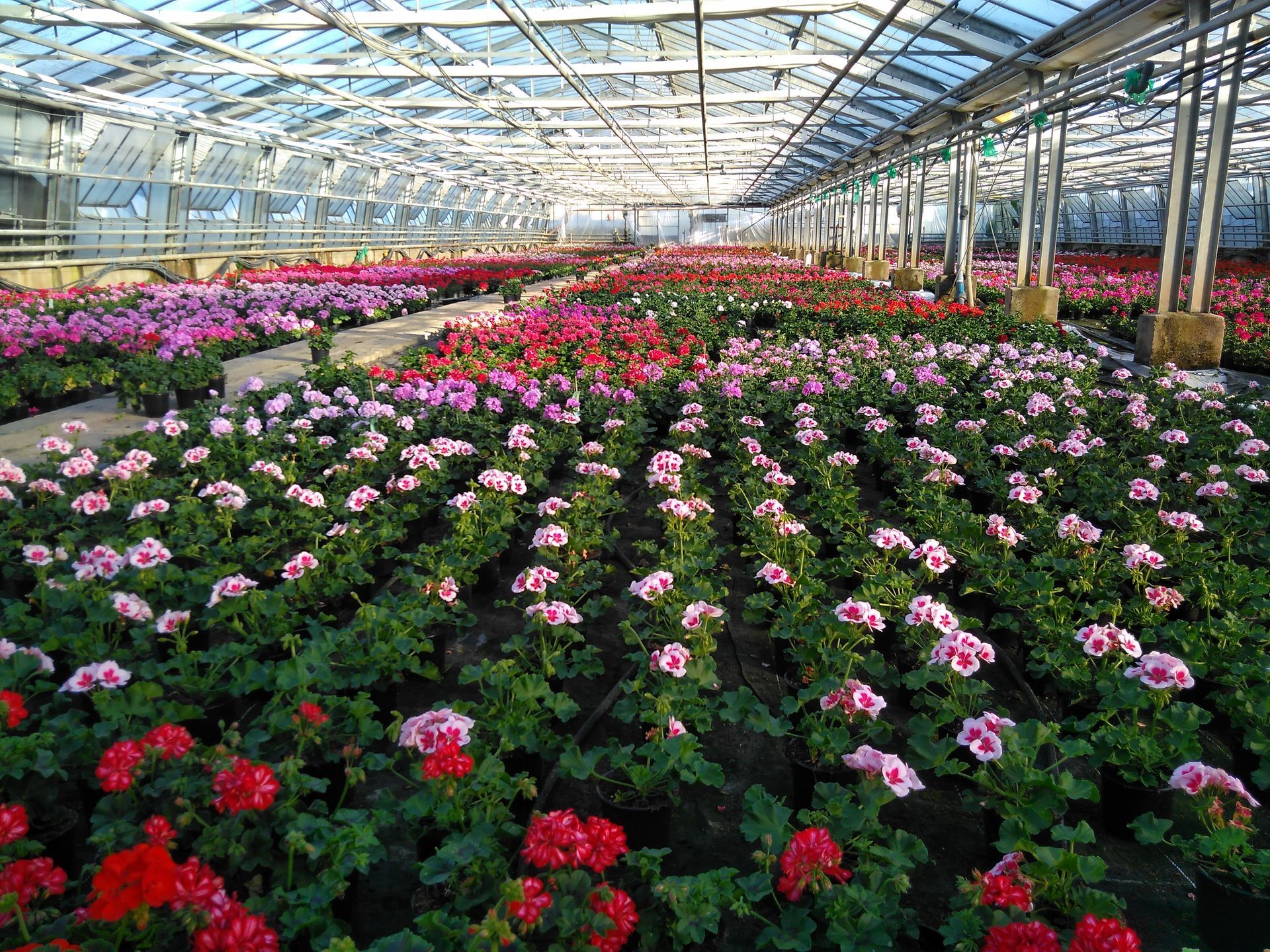 Reihen bunter Geranien blühen in einem Gewächshaus unter einem Glasdach.