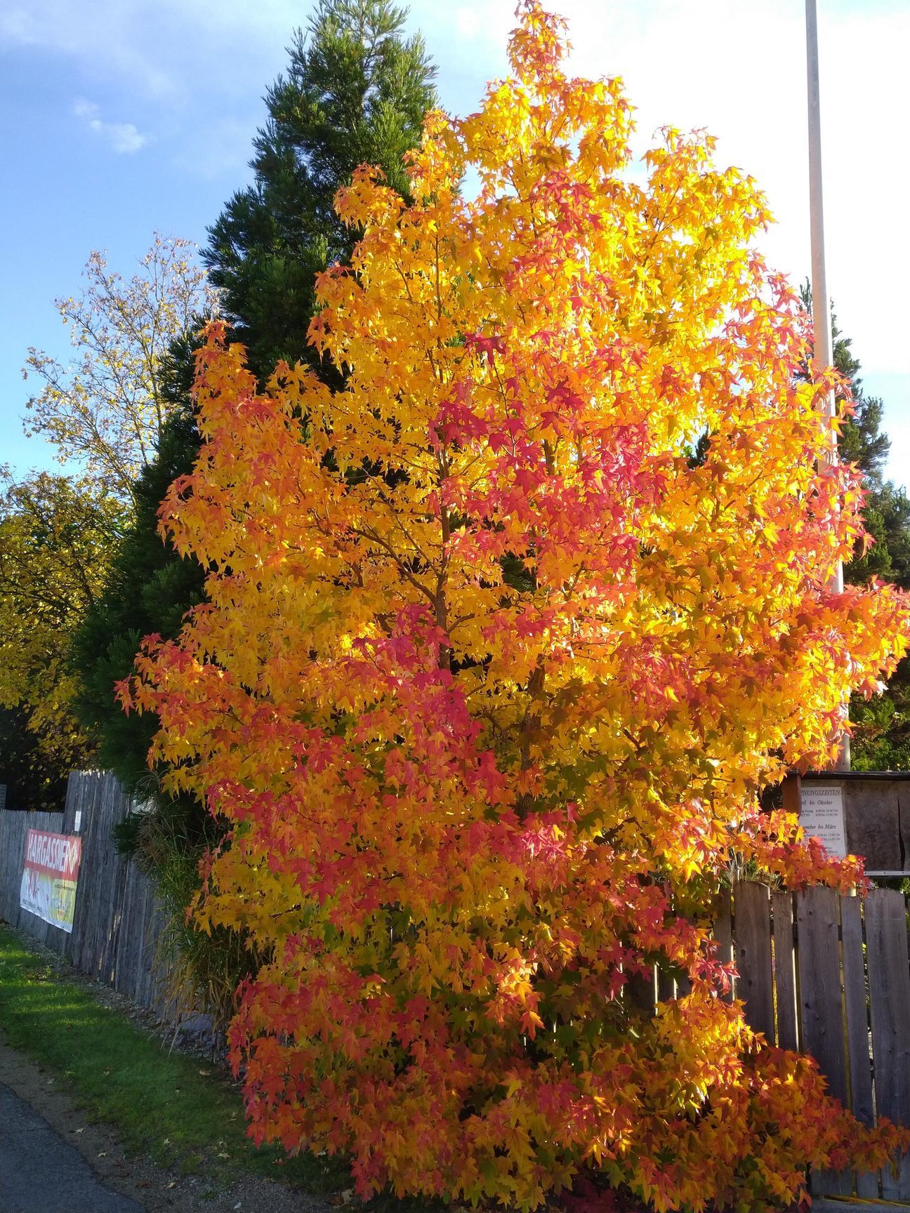Baum mit leuchtend orangefarbenen und roten Blättern im Herbst, neben einem Holzzaun.