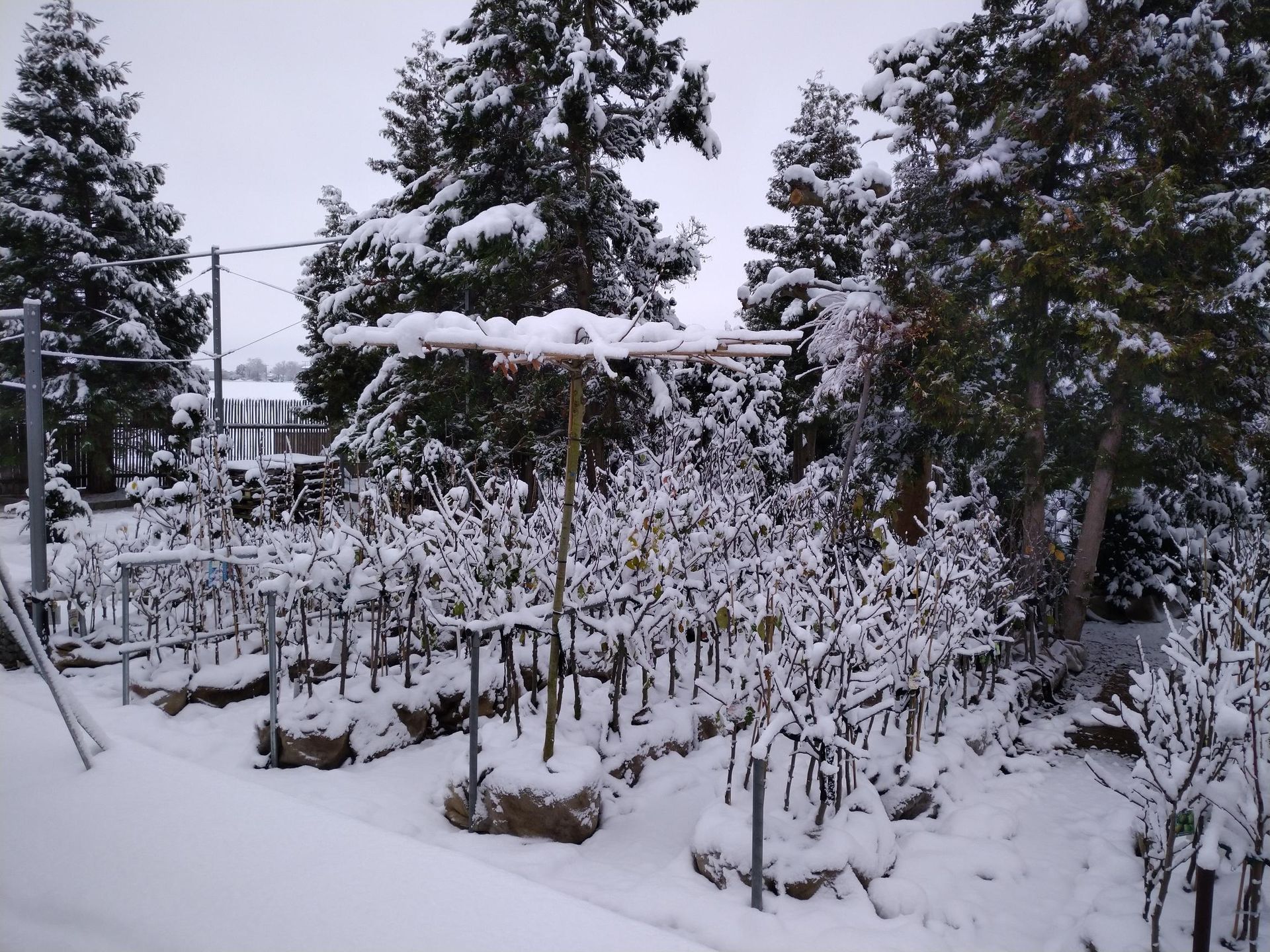 Schneebedeckter Garten mit jungen Bäumen und Strukturen, umgeben von schneebedeckten immergrünen Bäumen.