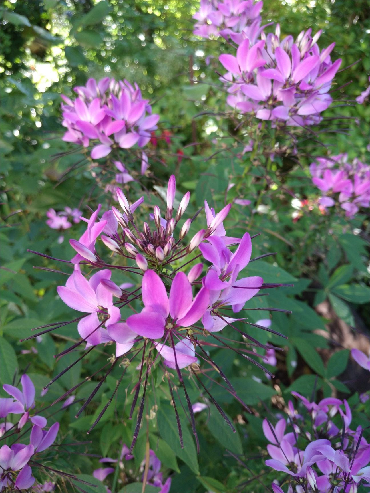 Rosa Cleome-Blüten blühen in einem Garten, umgeben von grünem Laub.