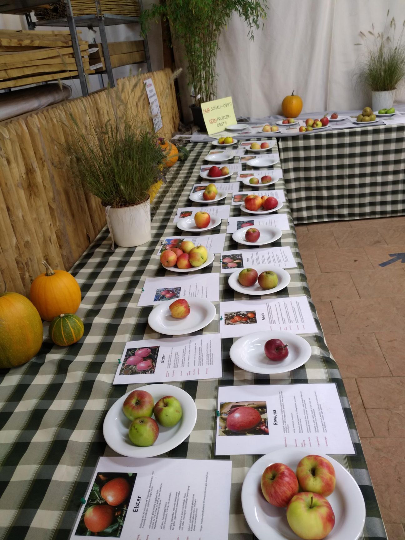 Äpfel werden auf Tellern mit Beschreibungen auf einem karierten Tisch präsentiert. Kürbisse und Pflanzen schmücken die Szene.
