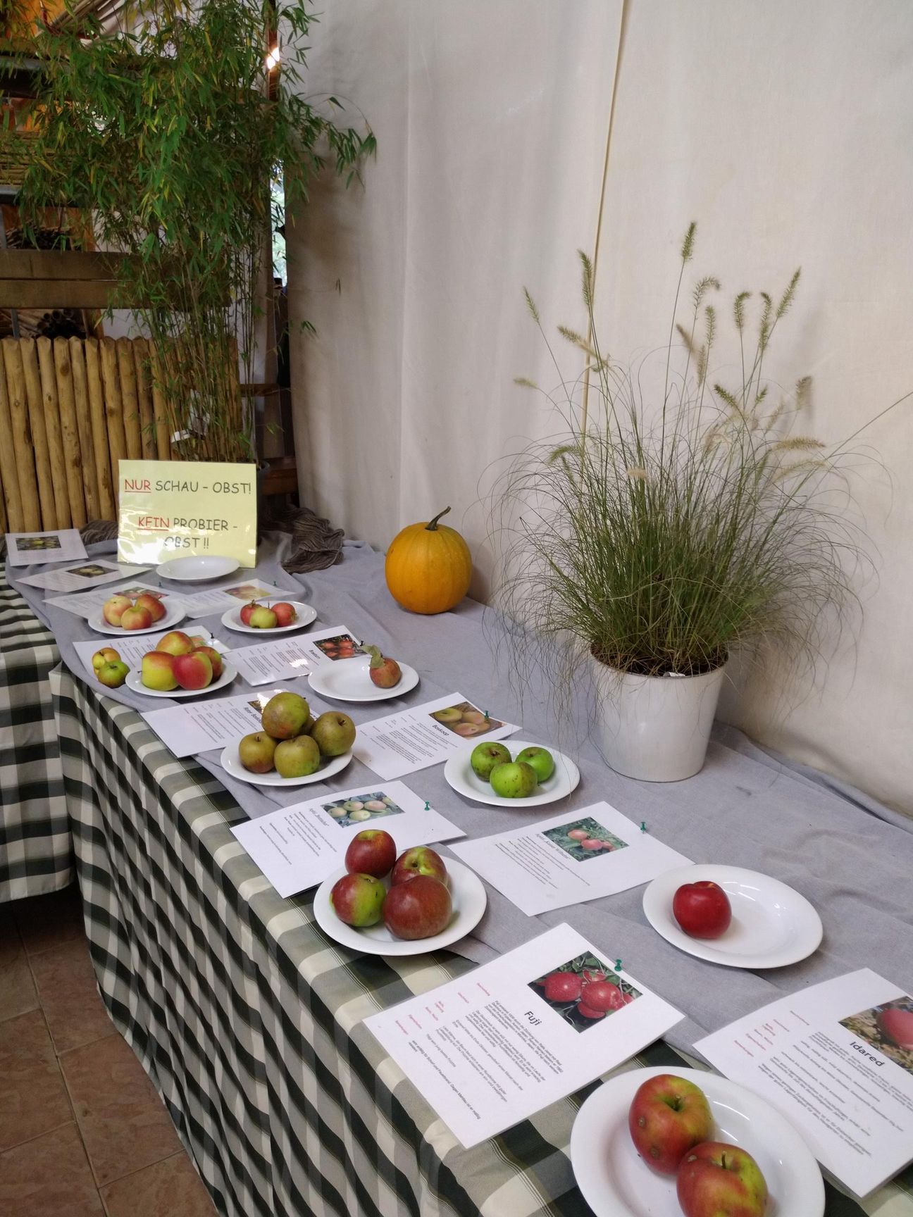 Auf einem Tisch bei einer Veranstaltung werden Äpfel auf Tellern mit Informationskarten präsentiert; ein Kürbis und eine Topfpflanze sind ebenfalls vorhanden.