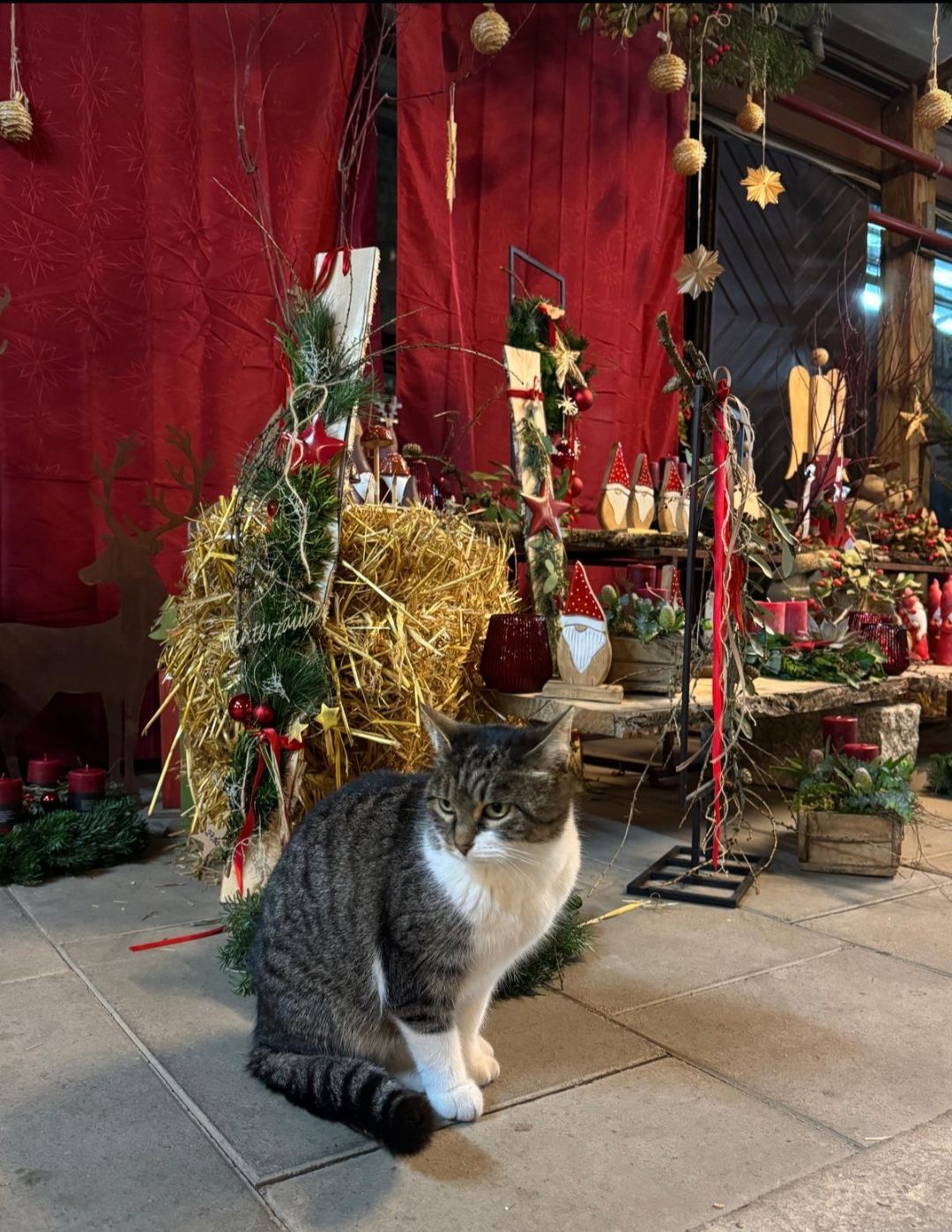 Katze sitzt vor Weihnachtsdekoration: roter Hintergrund, Kränze, Stroh und Lichter.