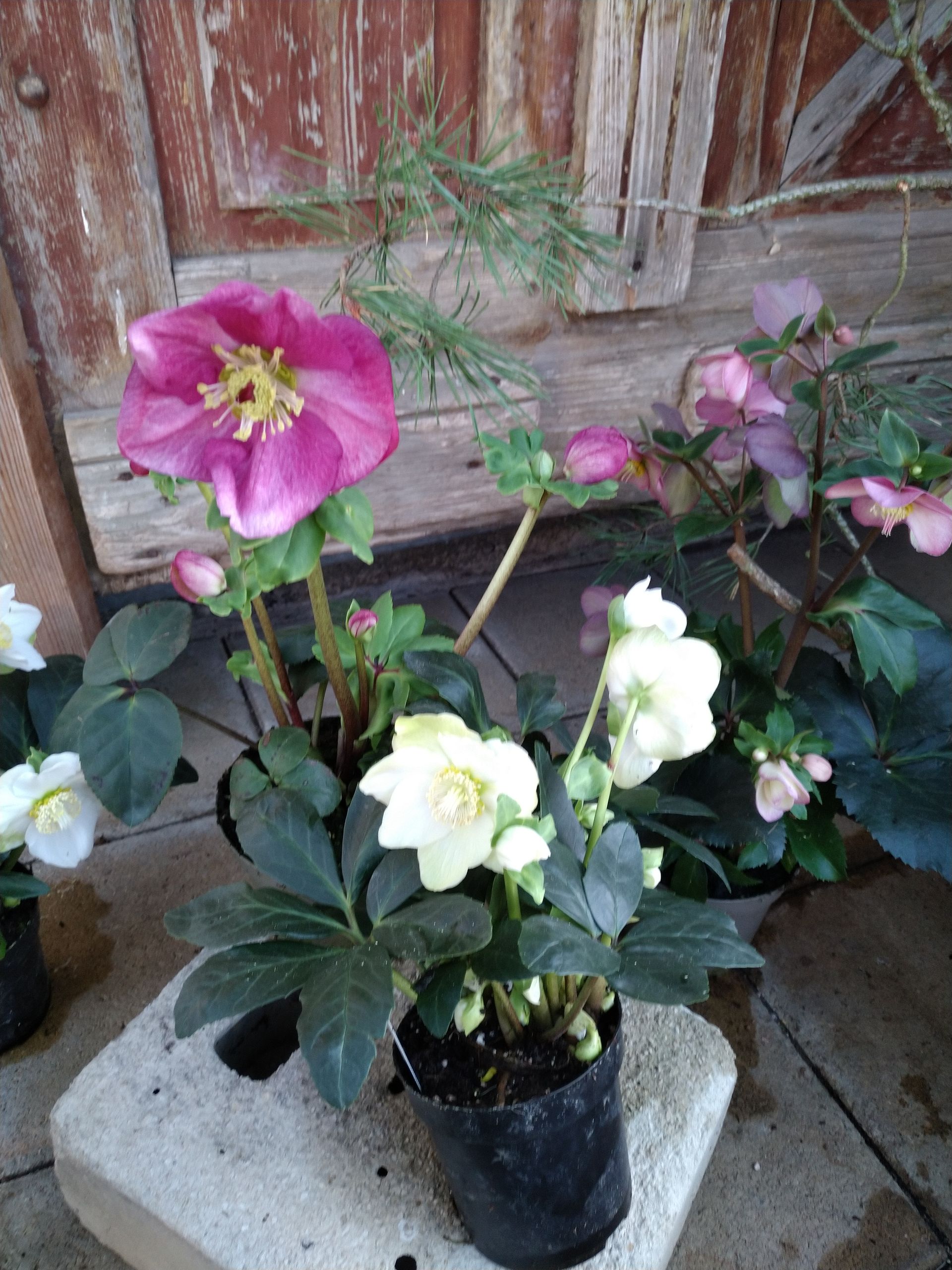 Nieswurzpflanzen mit weißen und violetten Blüten in schwarzen Töpfen auf einem Betonblock vor einem verwitterten Holzhintergrund.