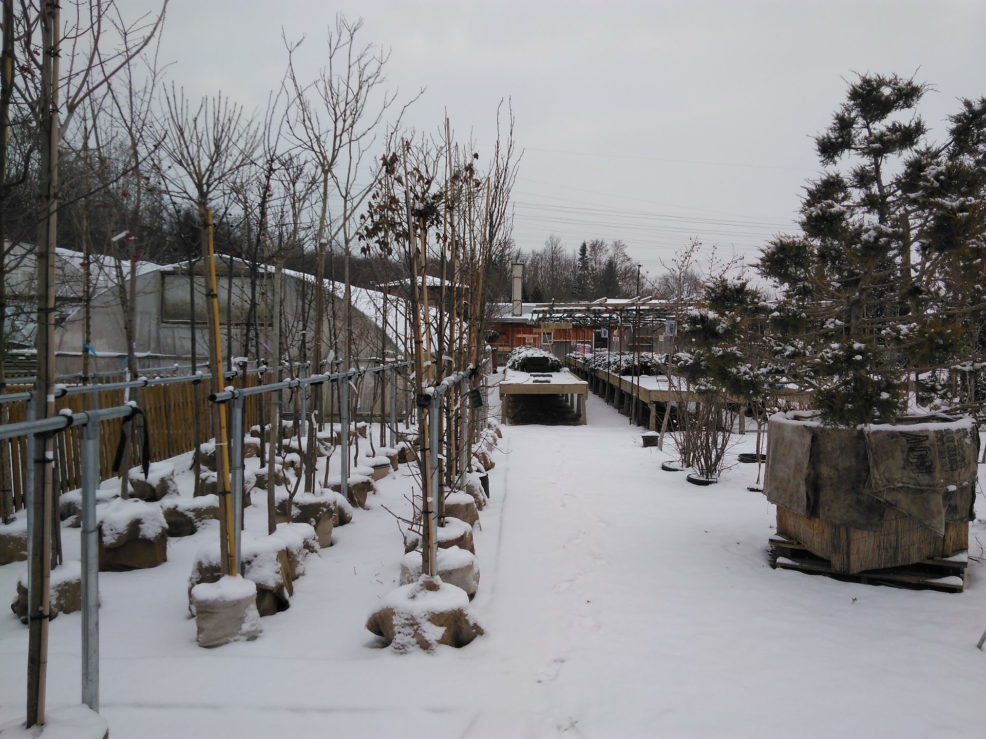 Verschneite Baumschule mit kahlen Bäumen, einigen immergrünen Pflanzen in Töpfen und einem Gebäude im Hintergrund.