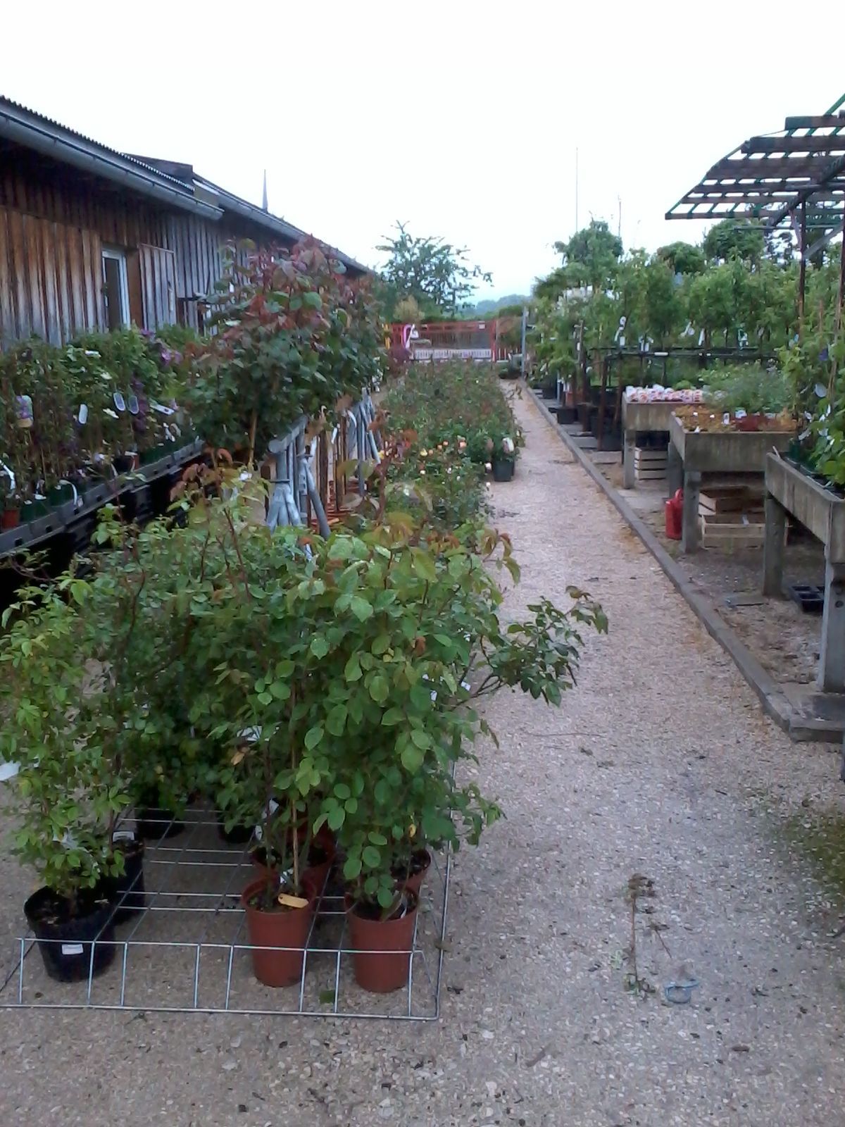 Reihen von Topfpflanzen in einer Freilandgärtnerei. Ein Weg führt zwischen den Pflanzen und Holzkonstruktionen hindurch.