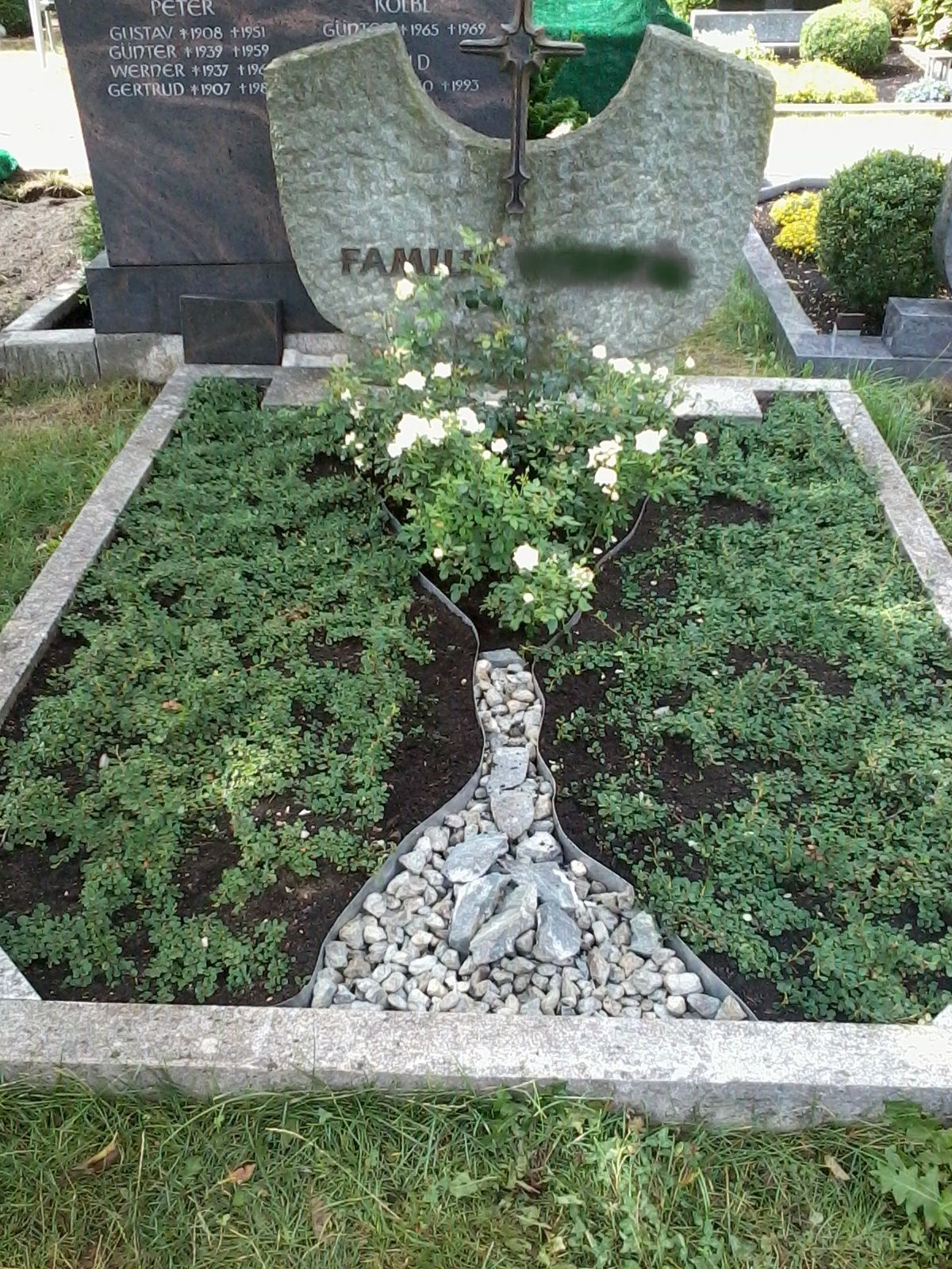 Grab mit Grabstein, weißen Blumen und Bodendeckern. Grauer Grabstein mit Kreuz; grüne Pflanzen und Steine ​​in einem rechteckigen Grab.