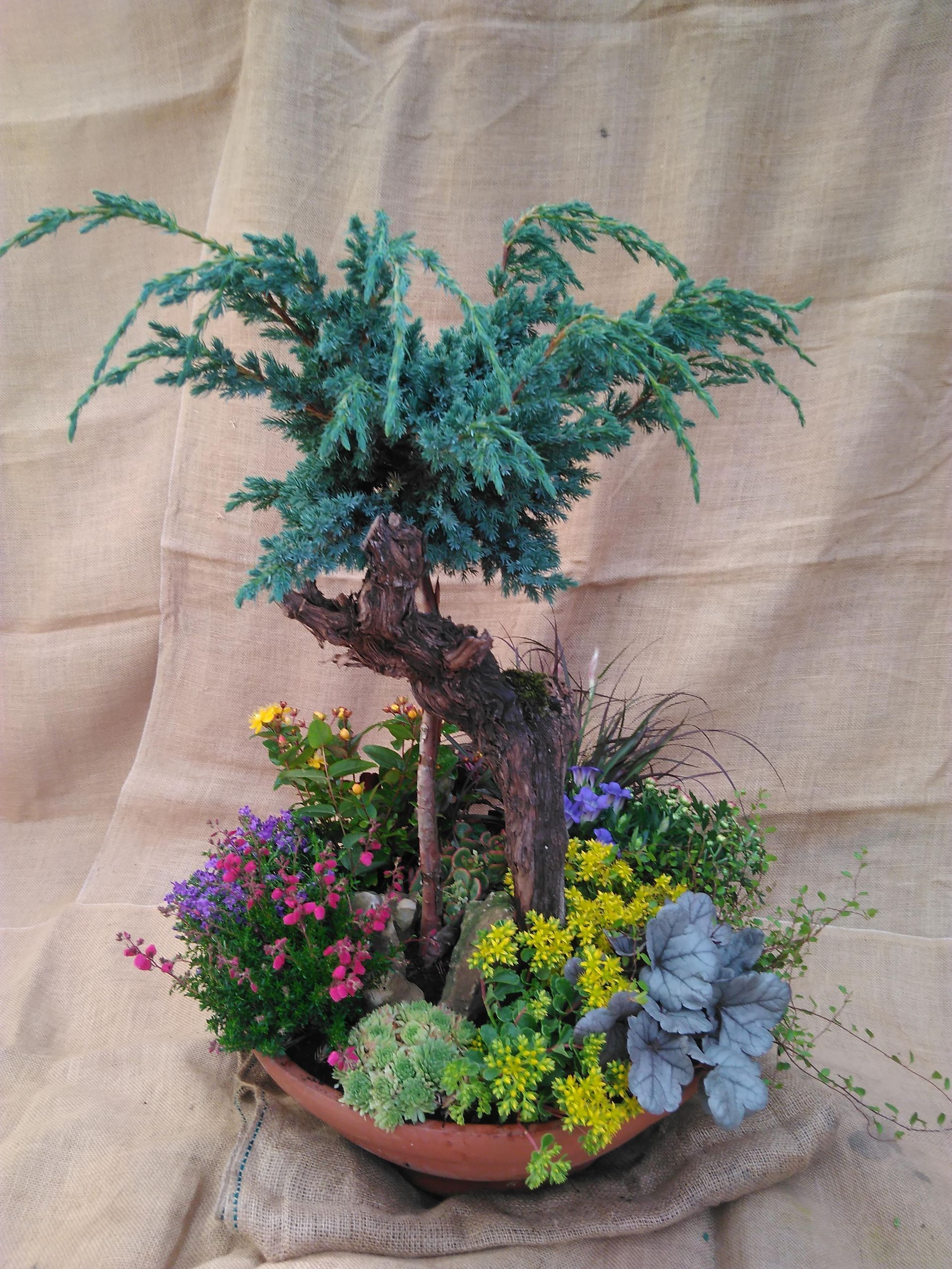 Bonsai-Baum mit blaugrünem Laub und braunem Stamm, umgeben von bunten Blumen und Pflanzen in einem braunen Topf.