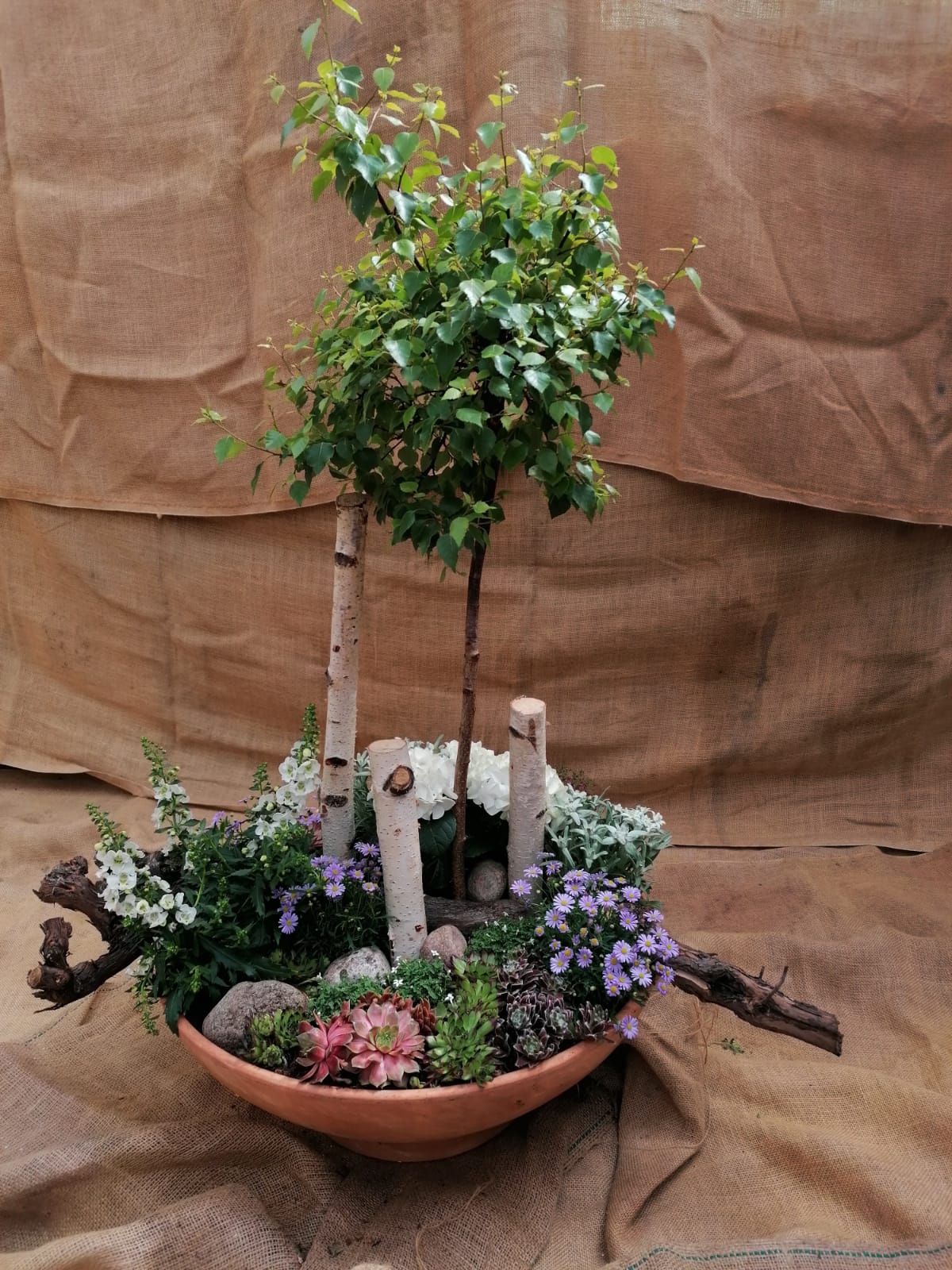 Eine Miniatur-Birke im Topf mit Blumen, Baumstämmen und Steinen in einem erdigen, rustikalen Arrangement.