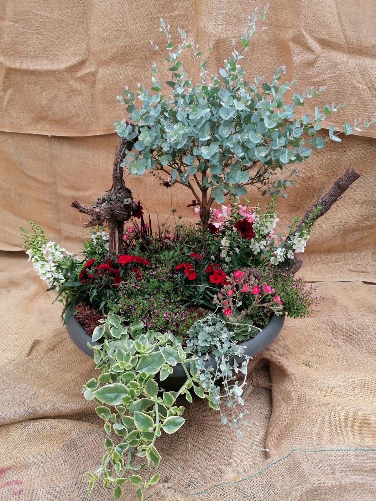 Ein Terrarium mit verschiedenen Pflanzen, darunter Eukalyptus, rote und weiße Blumen und rankendes Grün, vor der Kulisse von Sackleinen.