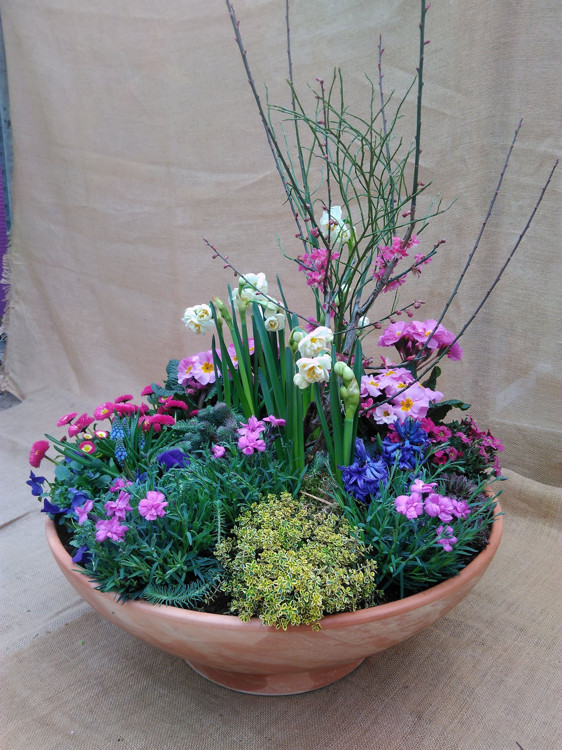 Eine niedrige Terrakottaschale, die überquillt von bunten Frühlingsblumen und dünnen, zweigartigen Ästen.
