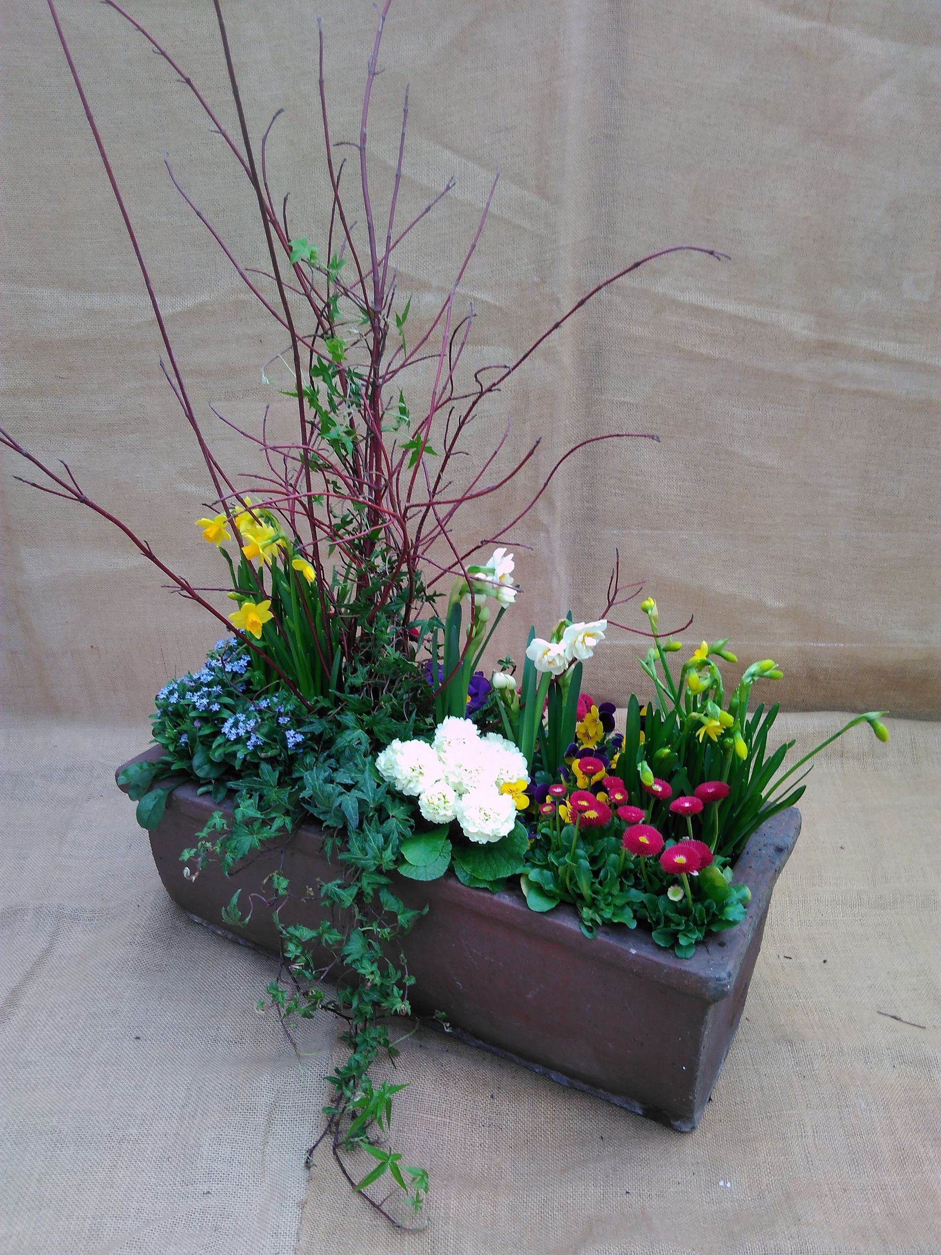 Pflanzgefäß mit Frühlingsblumen, darunter gelbe Narzissen und weiße Primeln, mit roten Zweigakzenten.