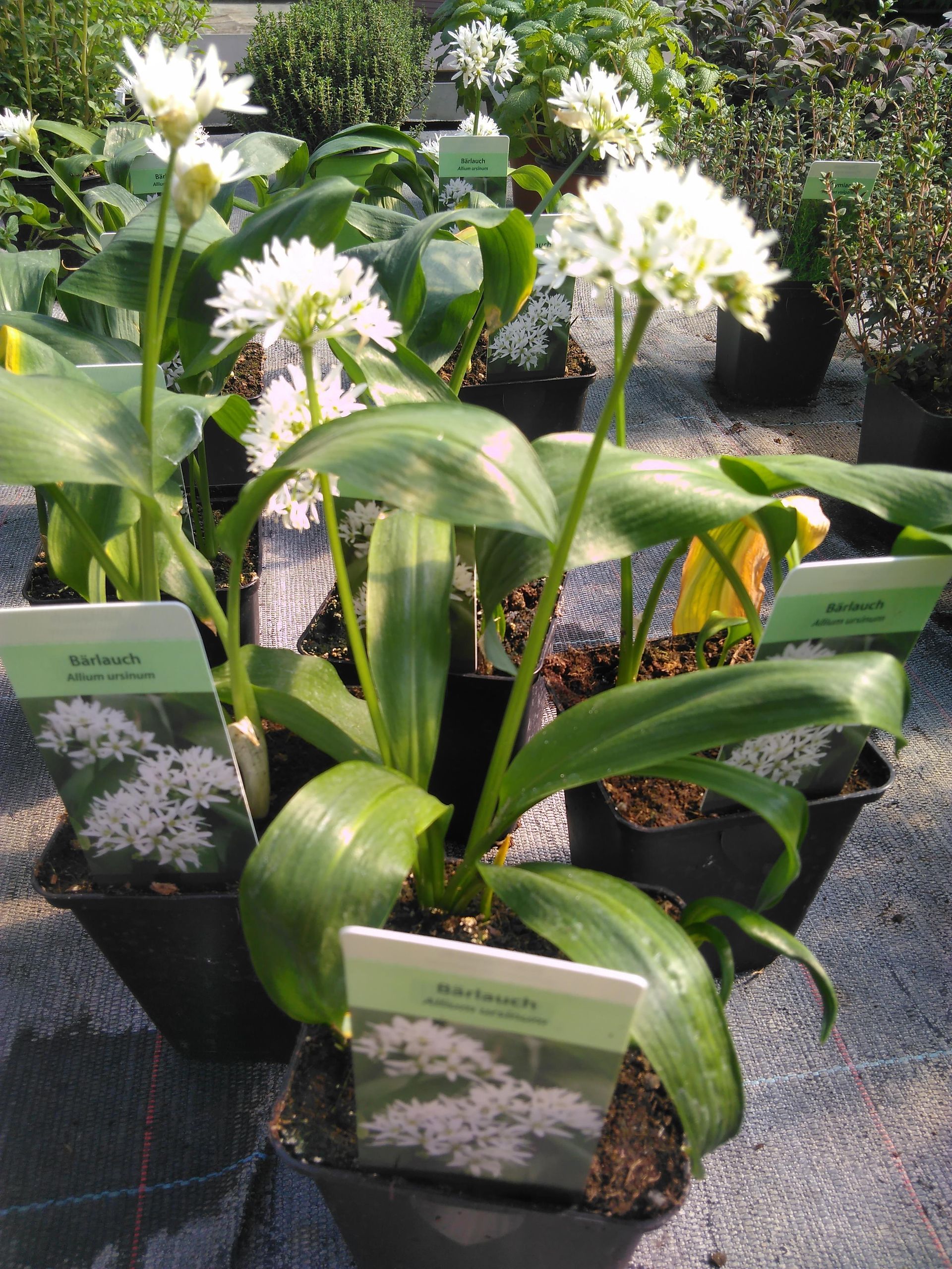 Weiß blühende Bärlauchpflanzen in Töpfen, mit grünen Blättern und weißen Blüten, in einer Gartenumgebung.