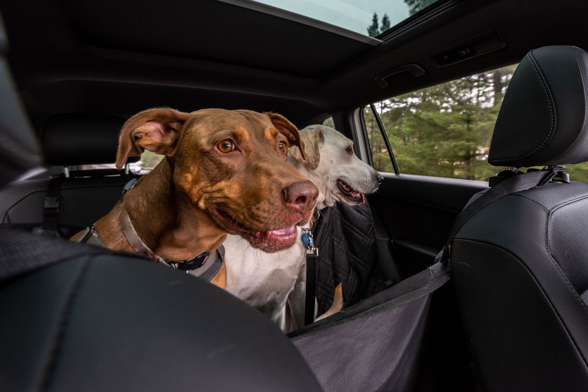 Zwei Hunde sitzen auf dem Rücksitz eines Autos.