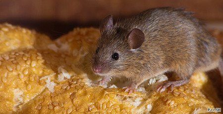 Petite souris brune debout sur un grain de maïs jaune, tournée vers la gauche.