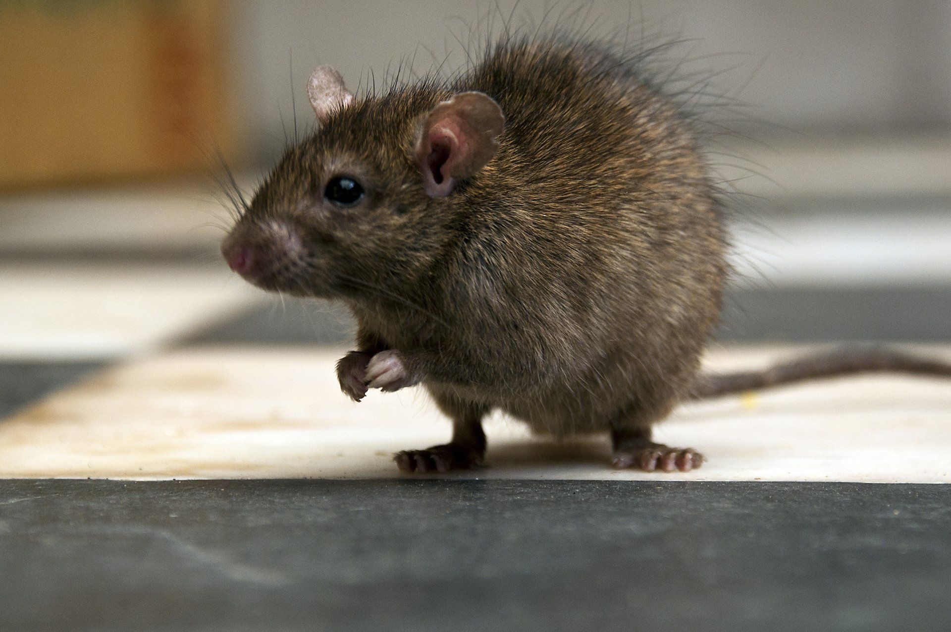Petite souris brune debout sur le sol, une patte levée, dans un décor intérieur légèrement flou.