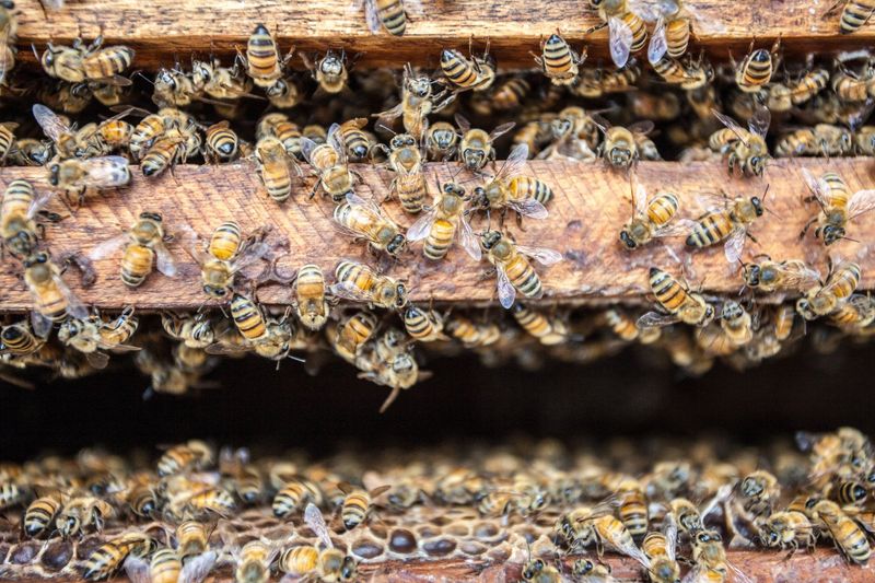 Des abeilles regroupées sur un cadre de ruche en bois, serrées autour des alvéoles des rayons de miel.