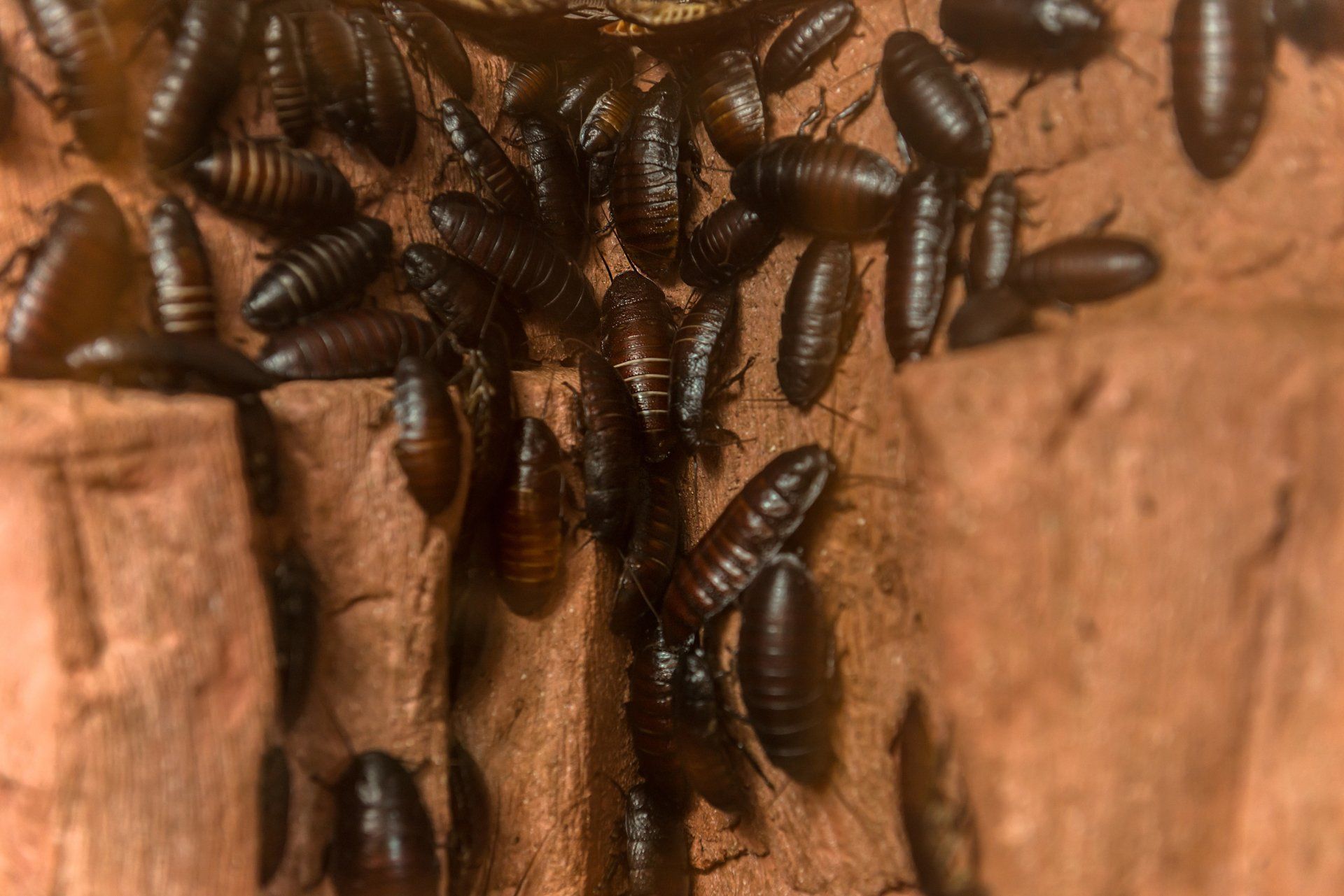 Un groupe de cafards brun foncé rampant sur une surface en bois rugueuse.