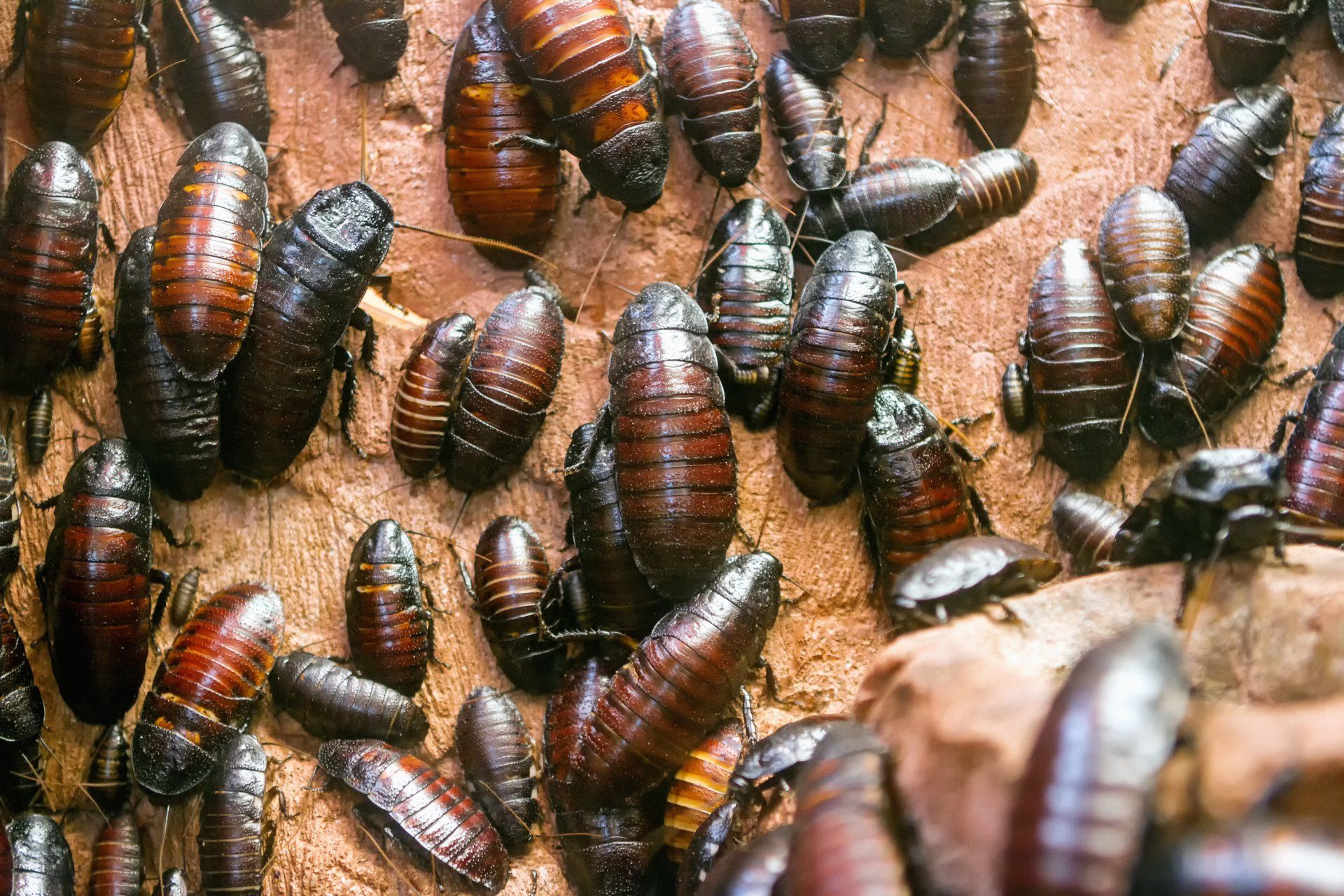 Un groupe de blattes brunes rampant sur une surface sablonneuse, avec une larve pâle parmi elles.